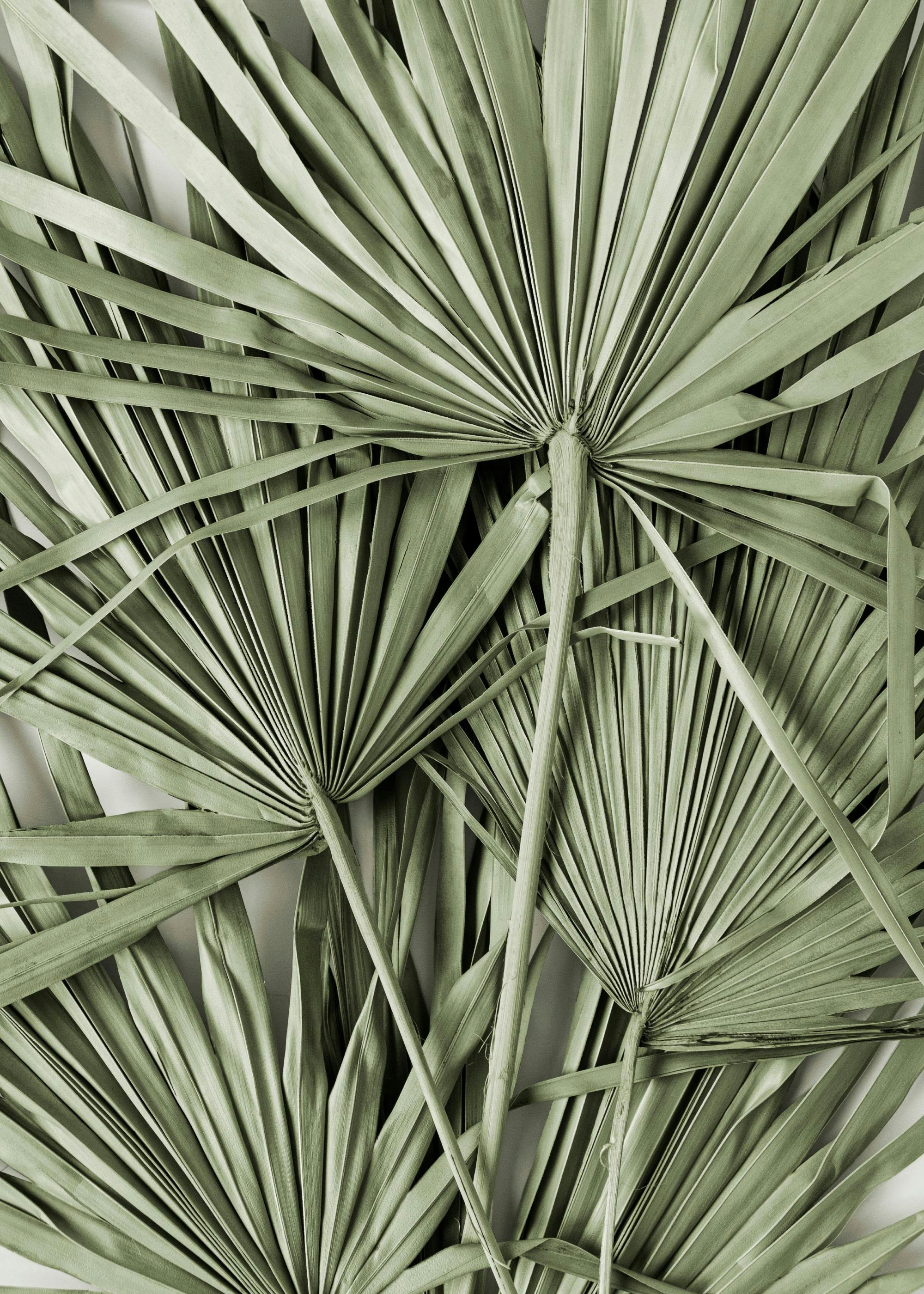 Feuilles Vertes Tropicales Poster 0