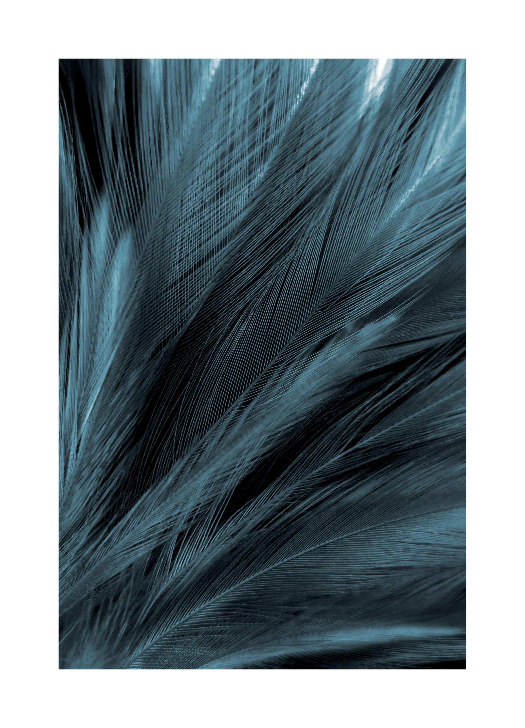 Plumes Bleues Foncées Poster (30x40 cm) - Poster Store