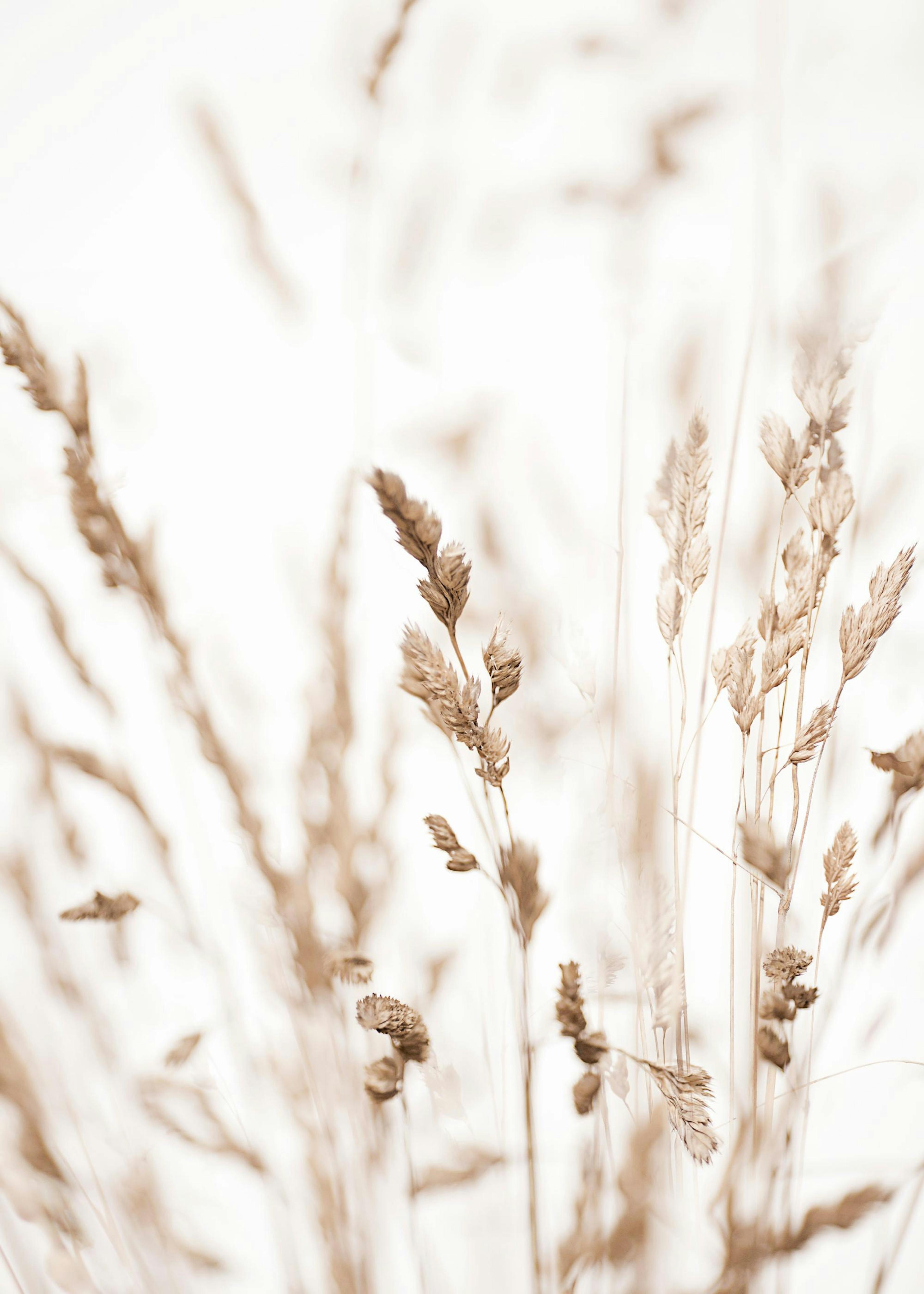 Beige Grass Poster 0