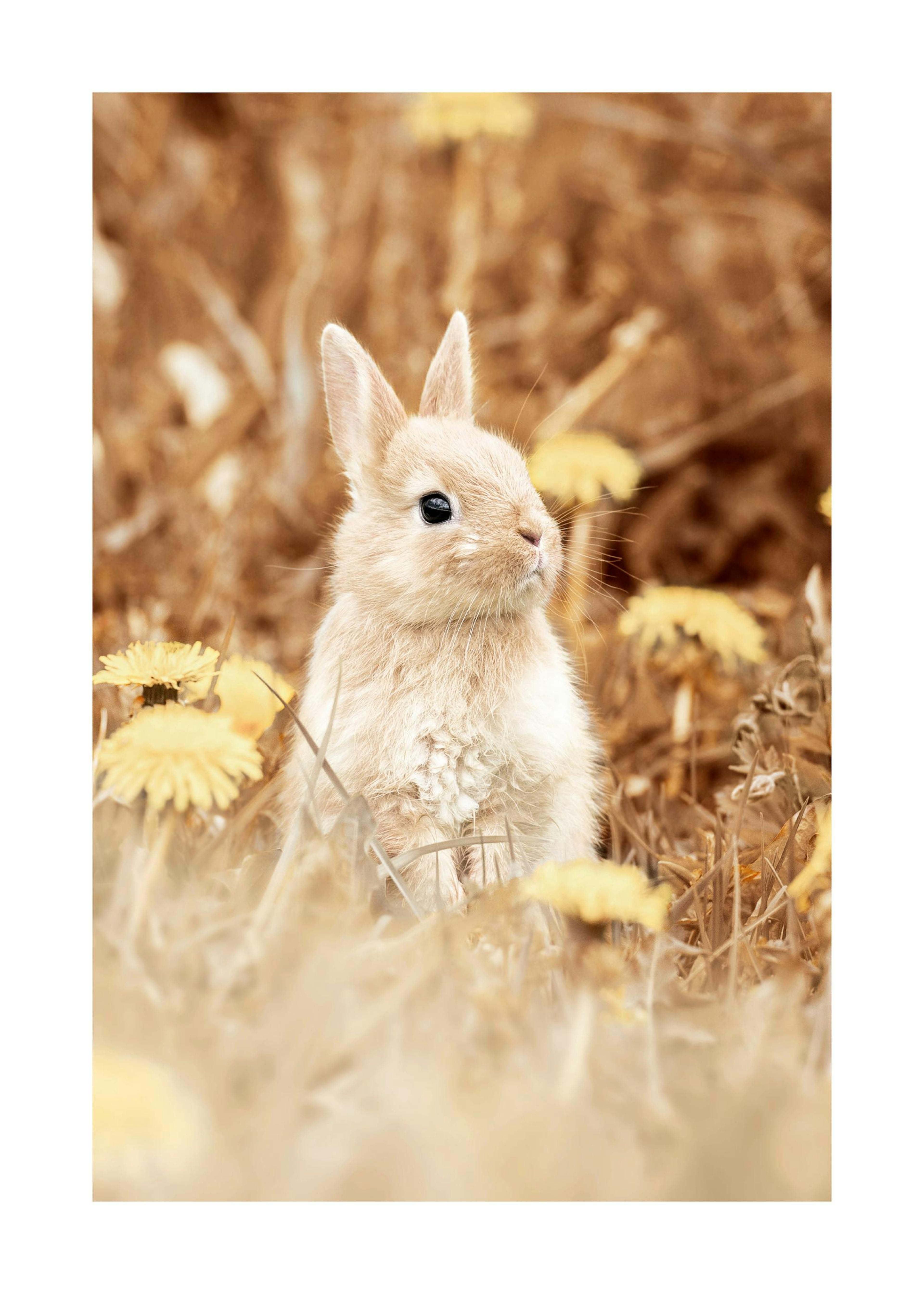 Curious Rabbit Poster 0