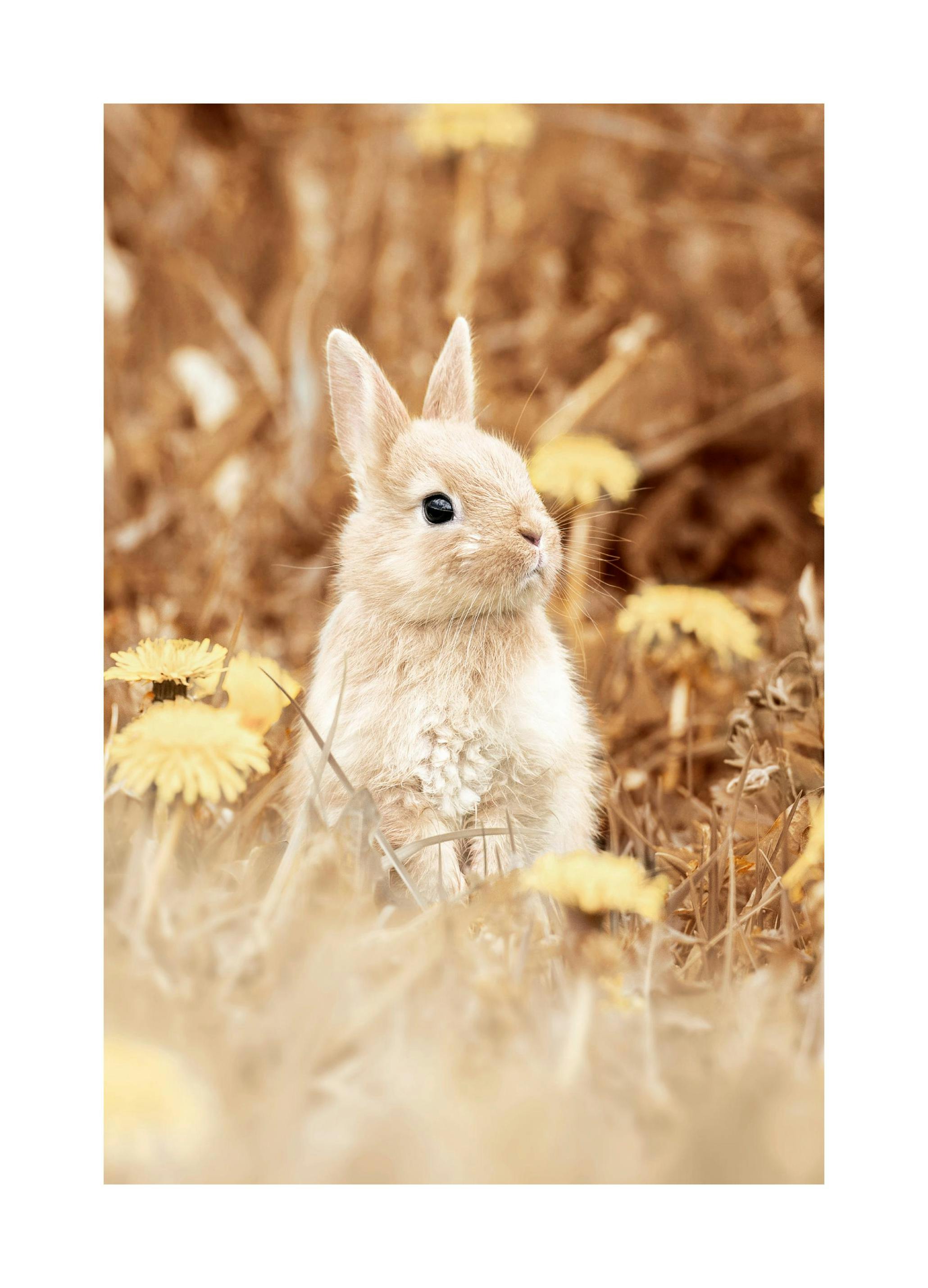 Lapin Curieux Poster (30x40 cm) - Poster Store