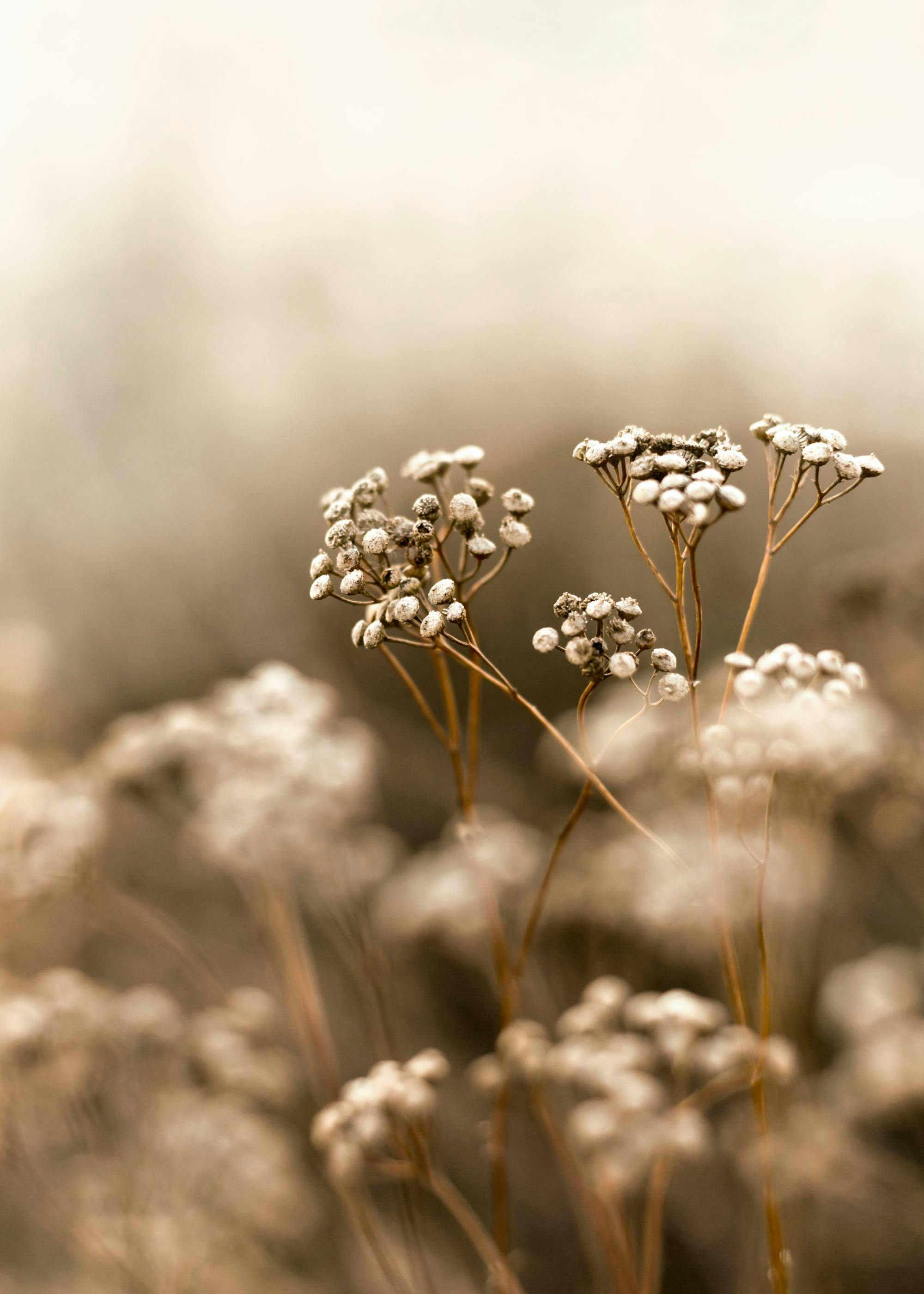 Autumn Flower Poster 0