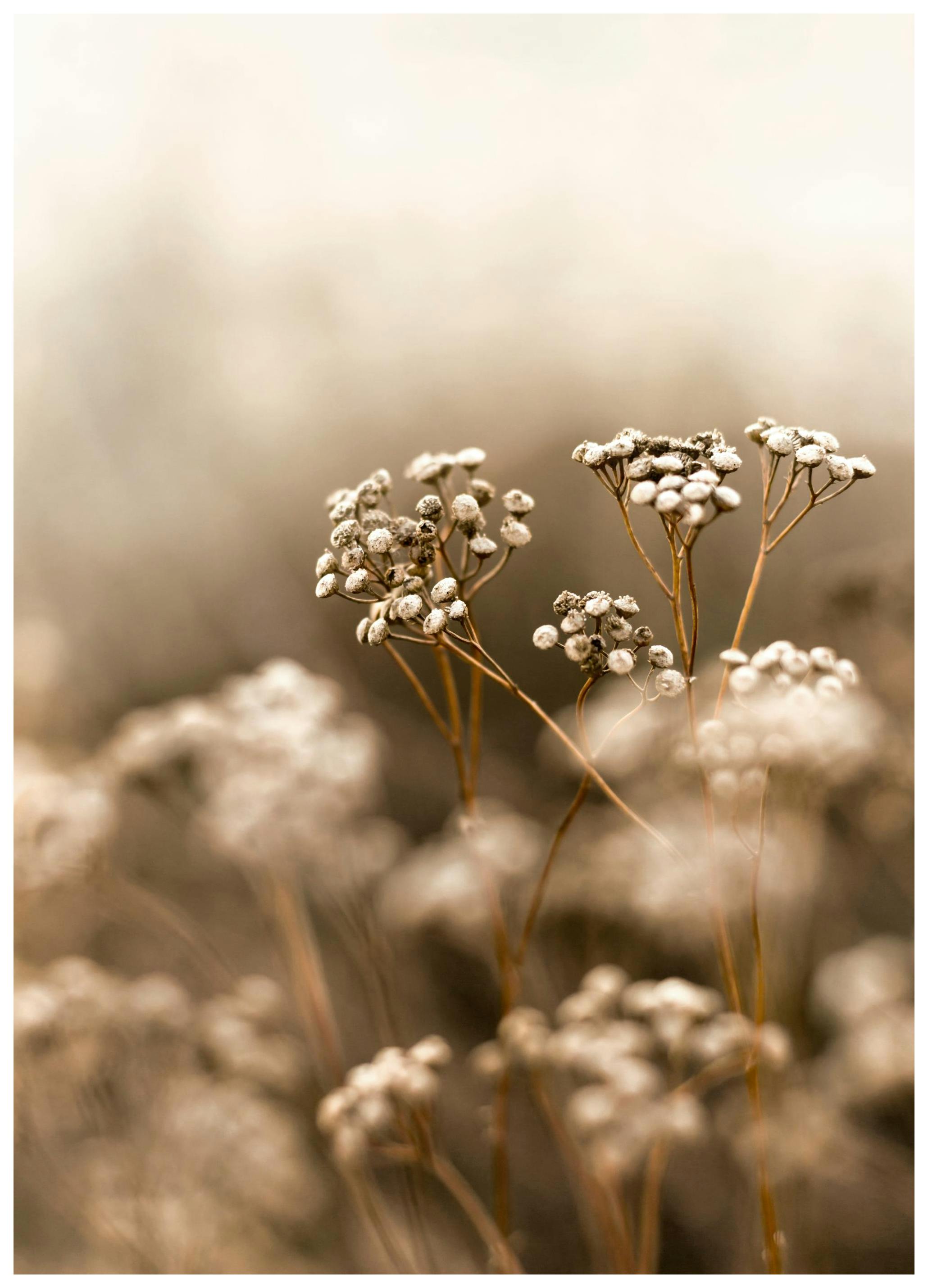 Autumn Flower Affiche (50x70 cm) - Poster Store
