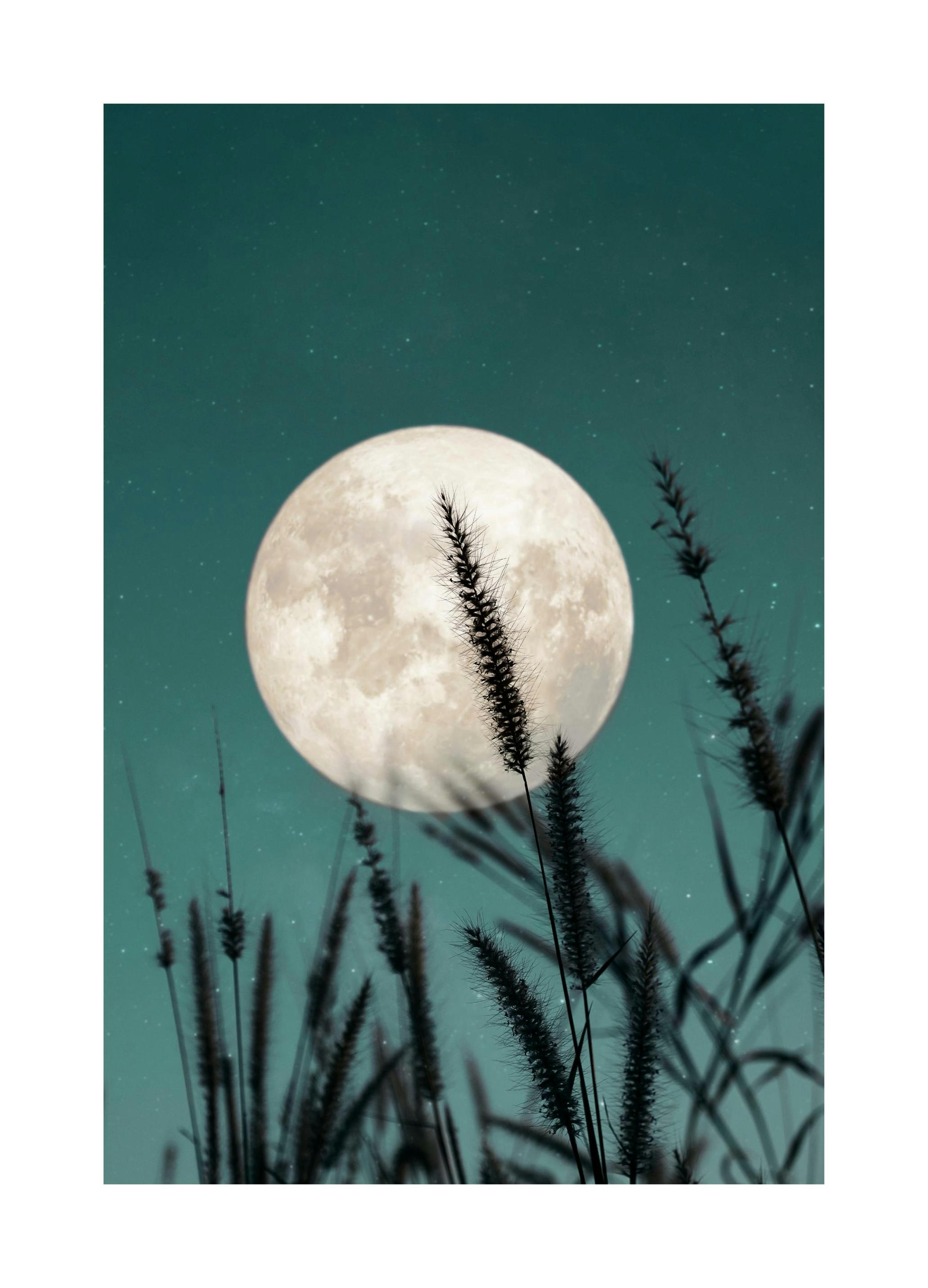 Prints Wild Grass and Full Moon Poster (50x70 cm) - Poster Store