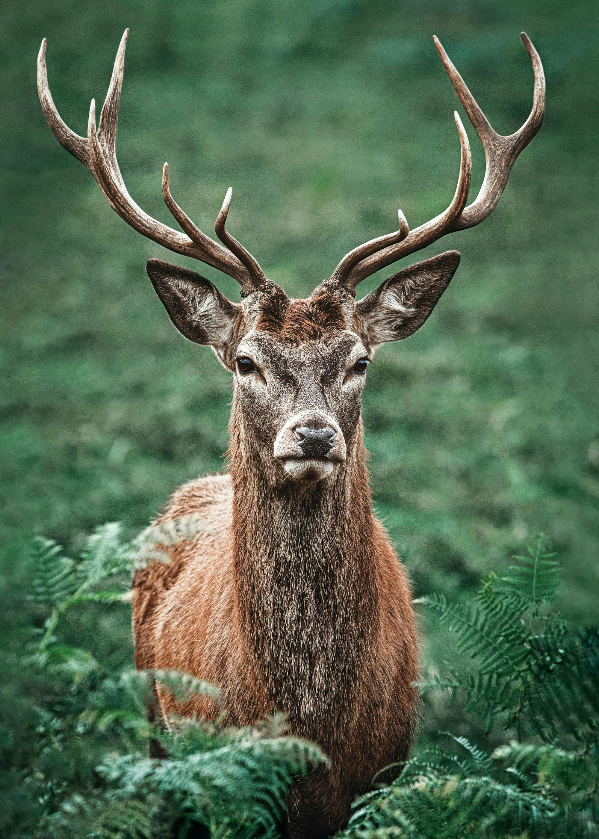 Majestisk Hjort Poster 0