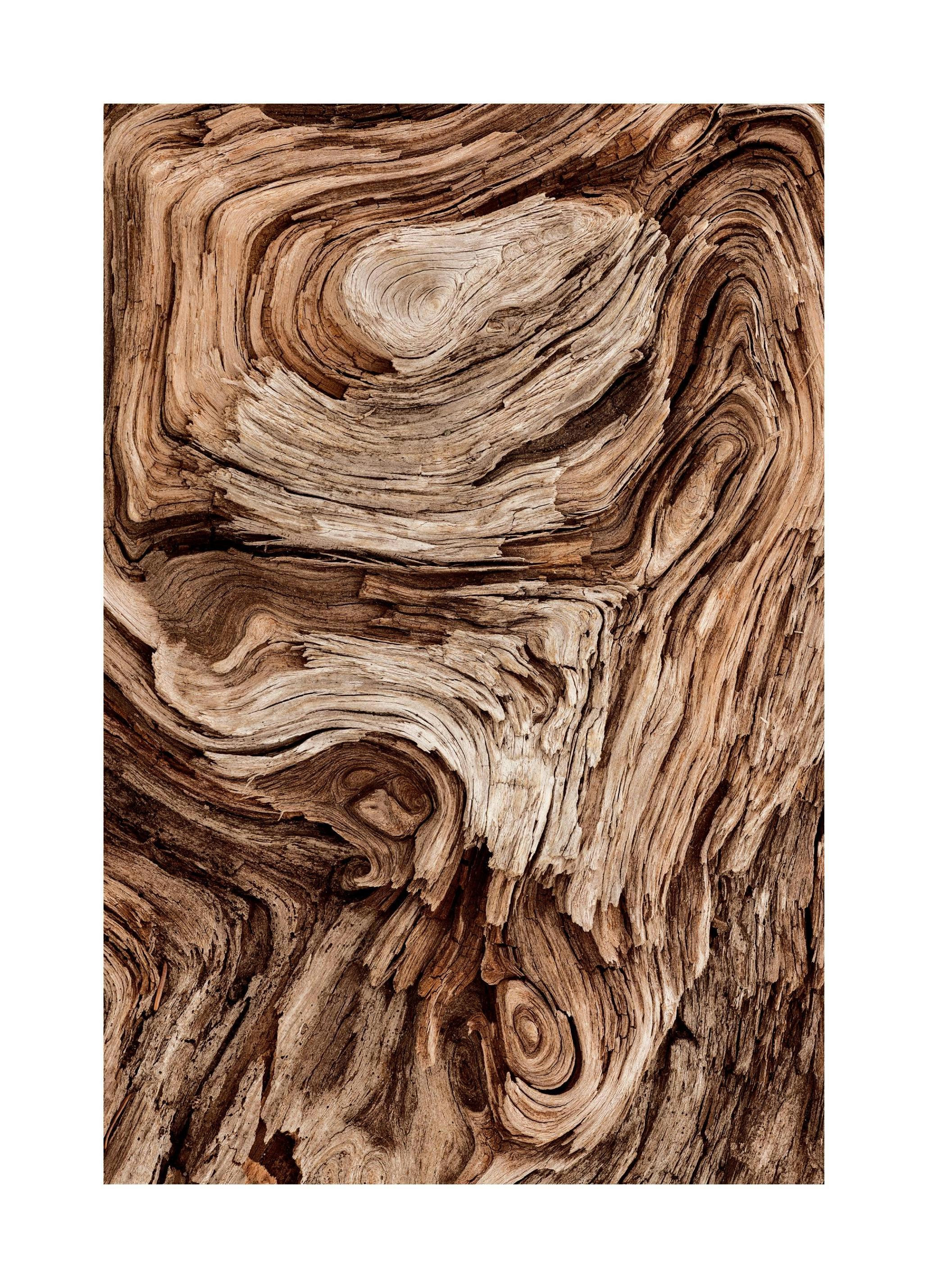 Snirklet Tre Poster (30x40 cm) - Poster Store
