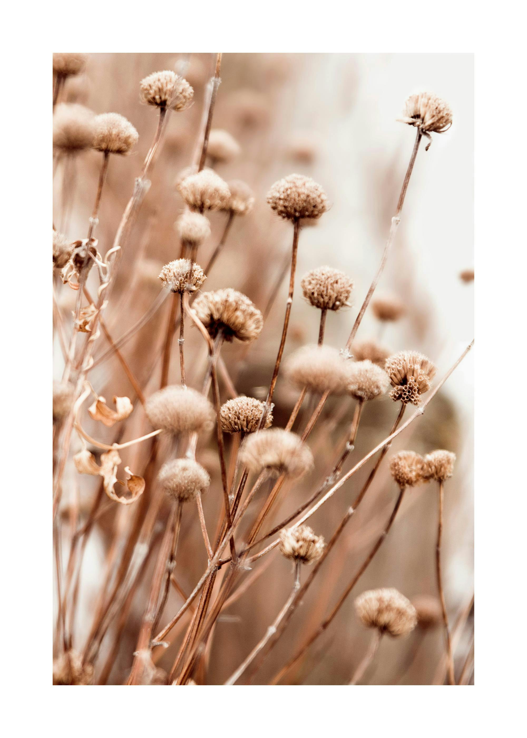 Fiori Secchi Delicati Poster 0