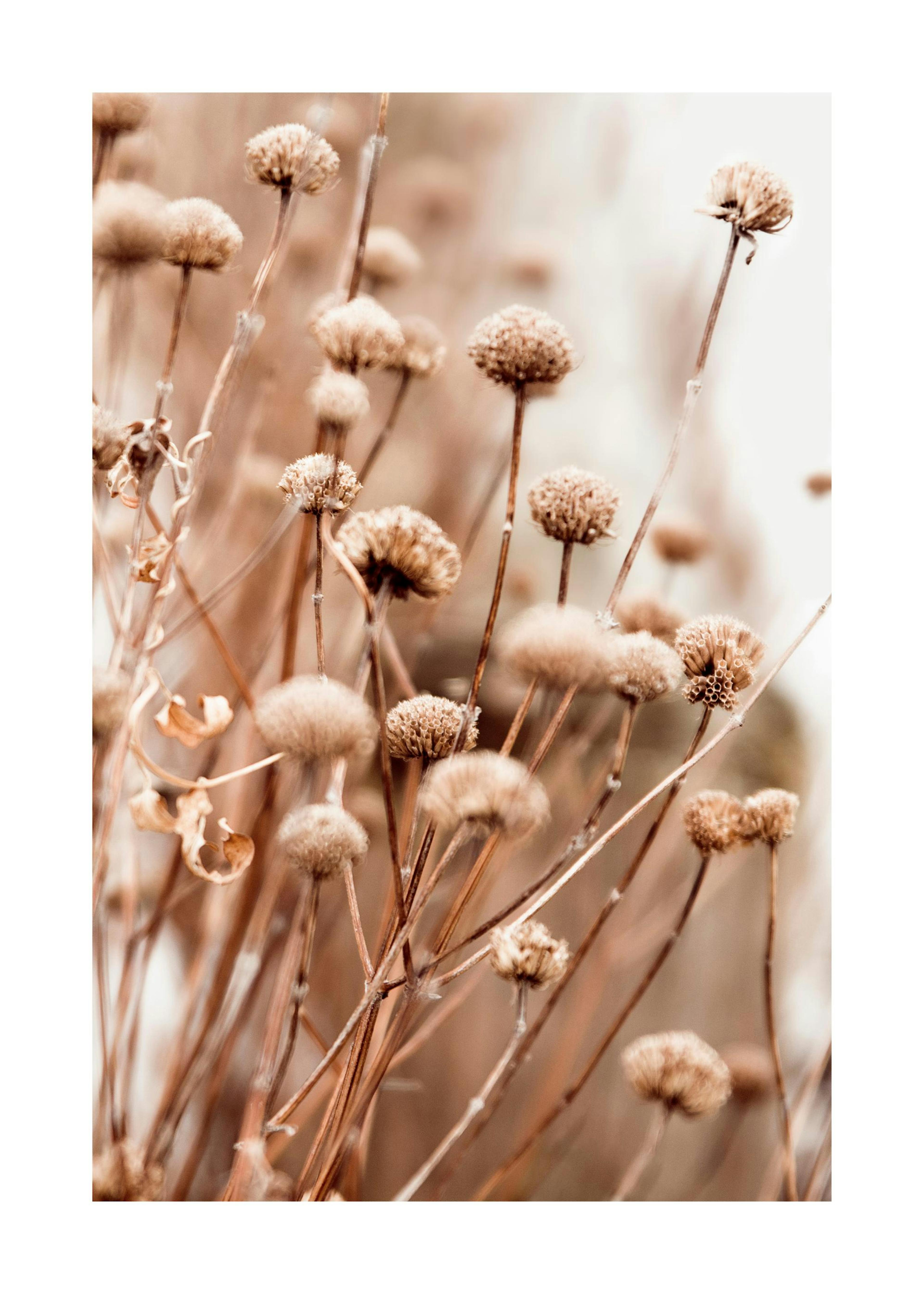 Fiori Secchi Delicati Poster 0