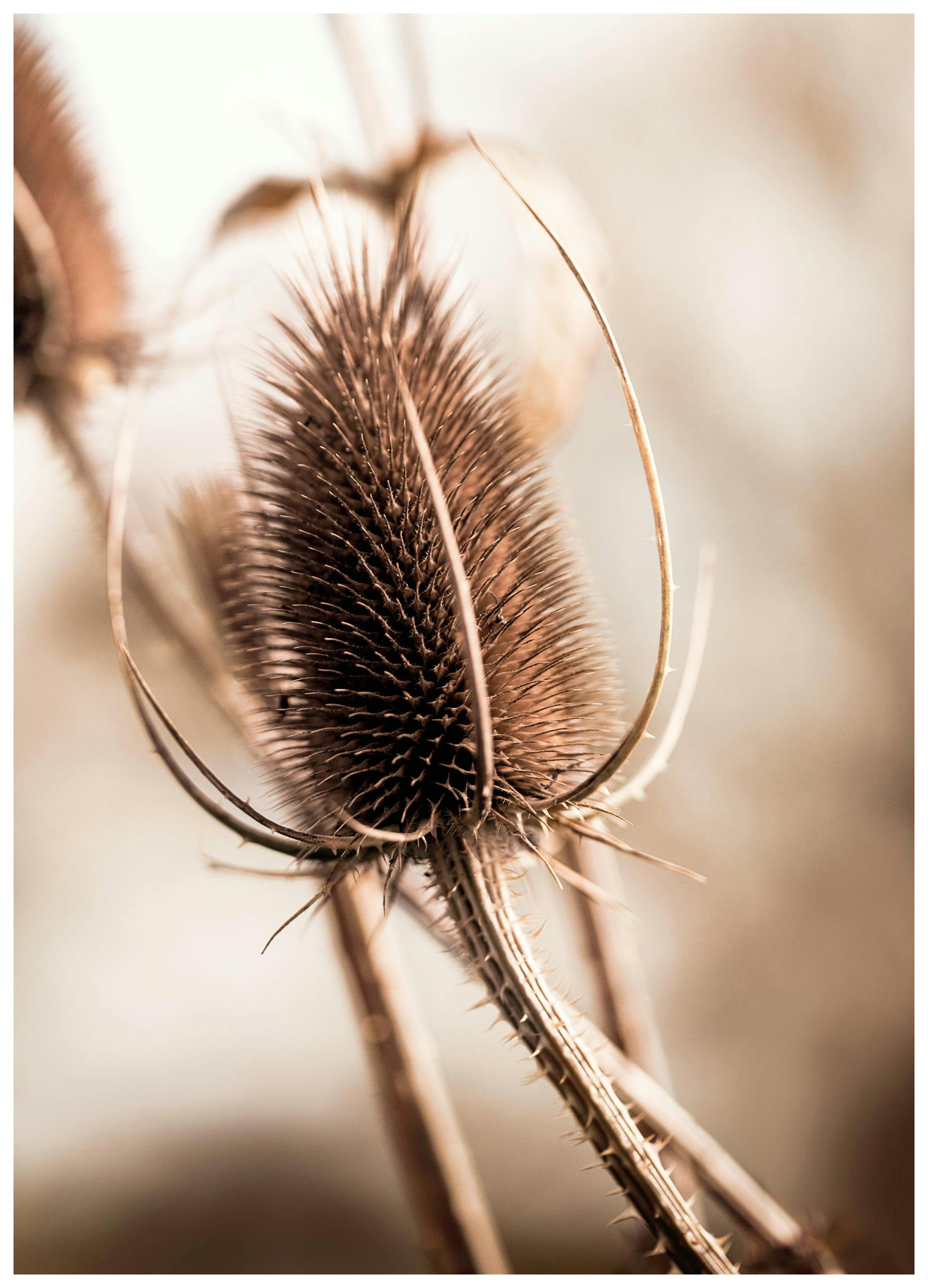 Bourgeon de Chardon Poster (21x30 cm) - Poster Store
