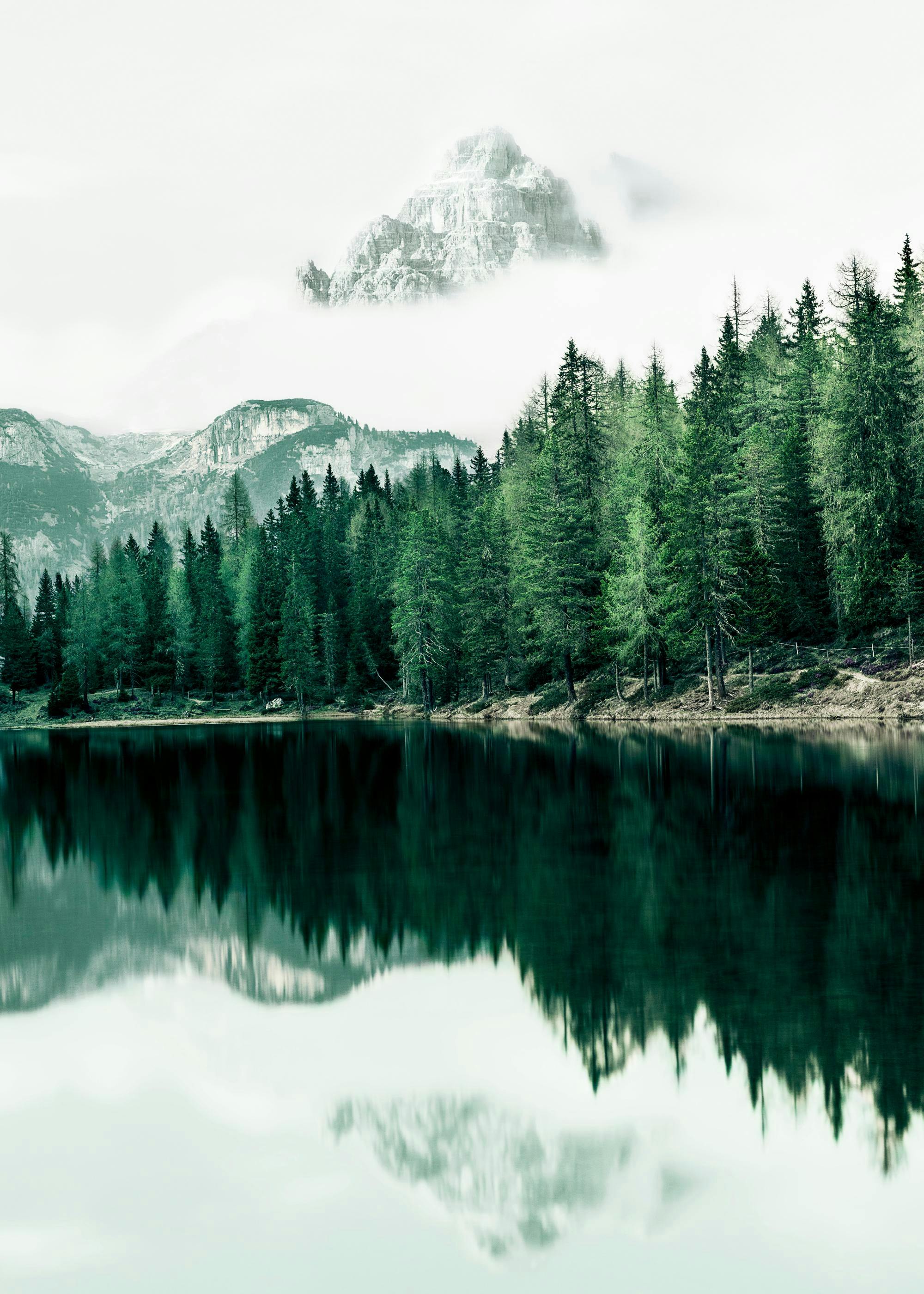 Waldlandschaft Reflektion Poster 0
