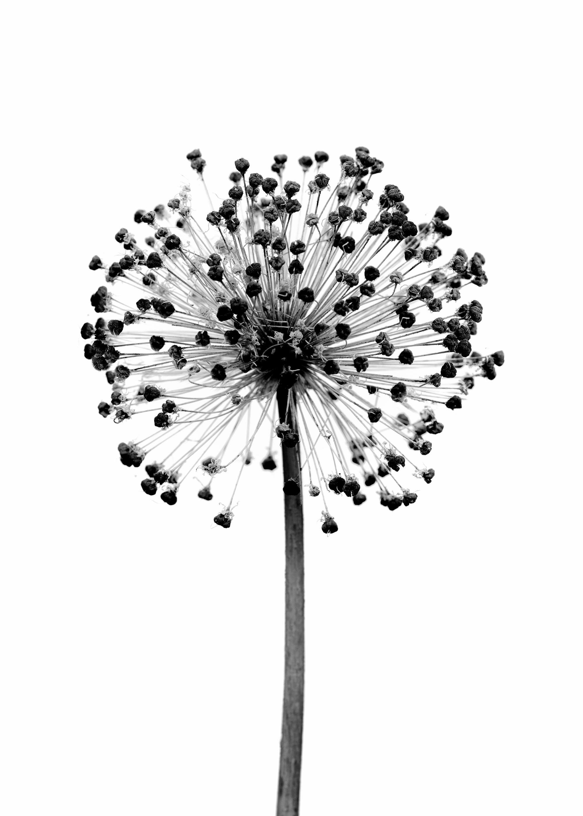 Dried Allium Flower Affiche 0