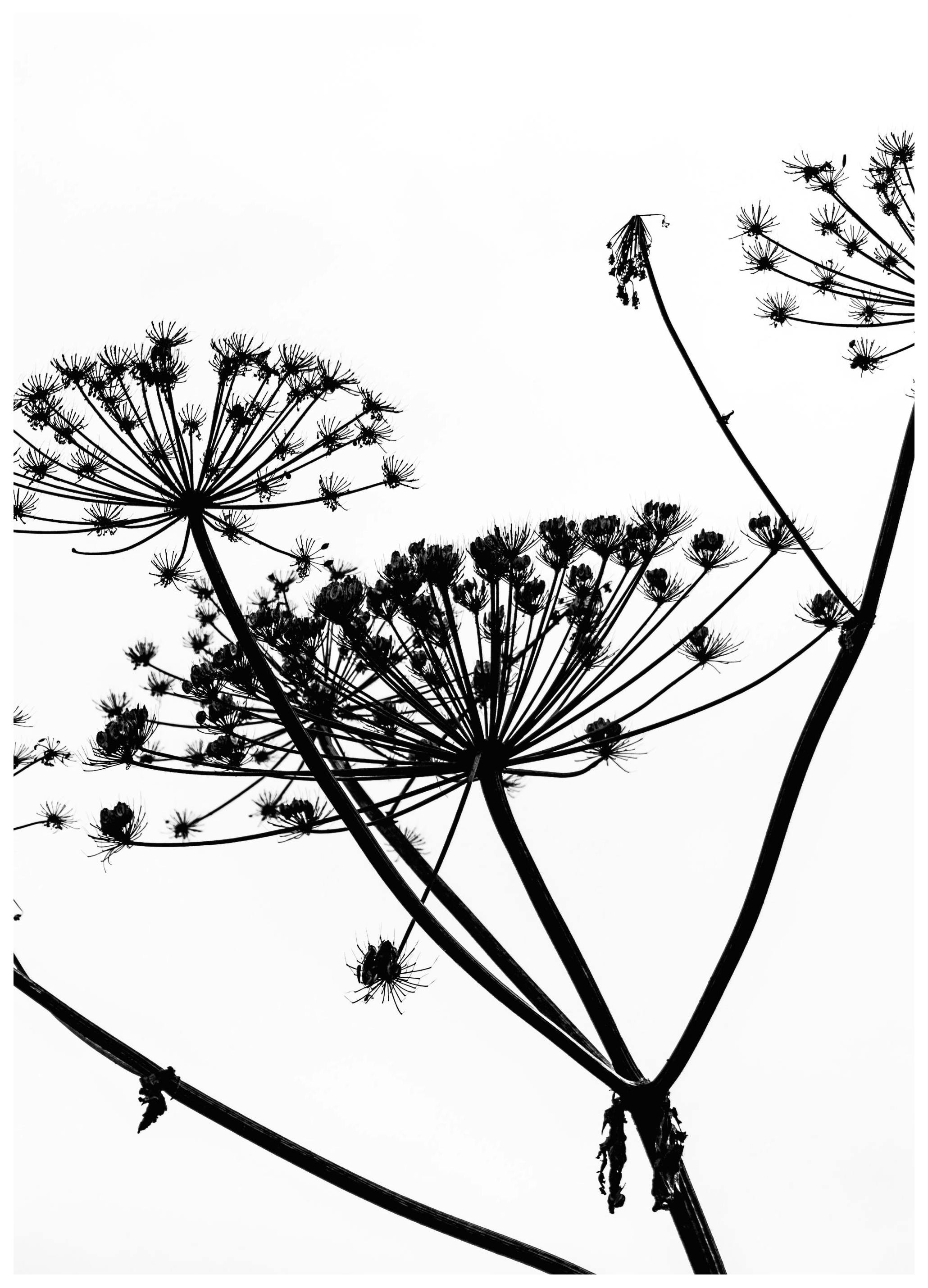 Dried Flower Silhouette Affiche (50x70 cm) - Poster Store