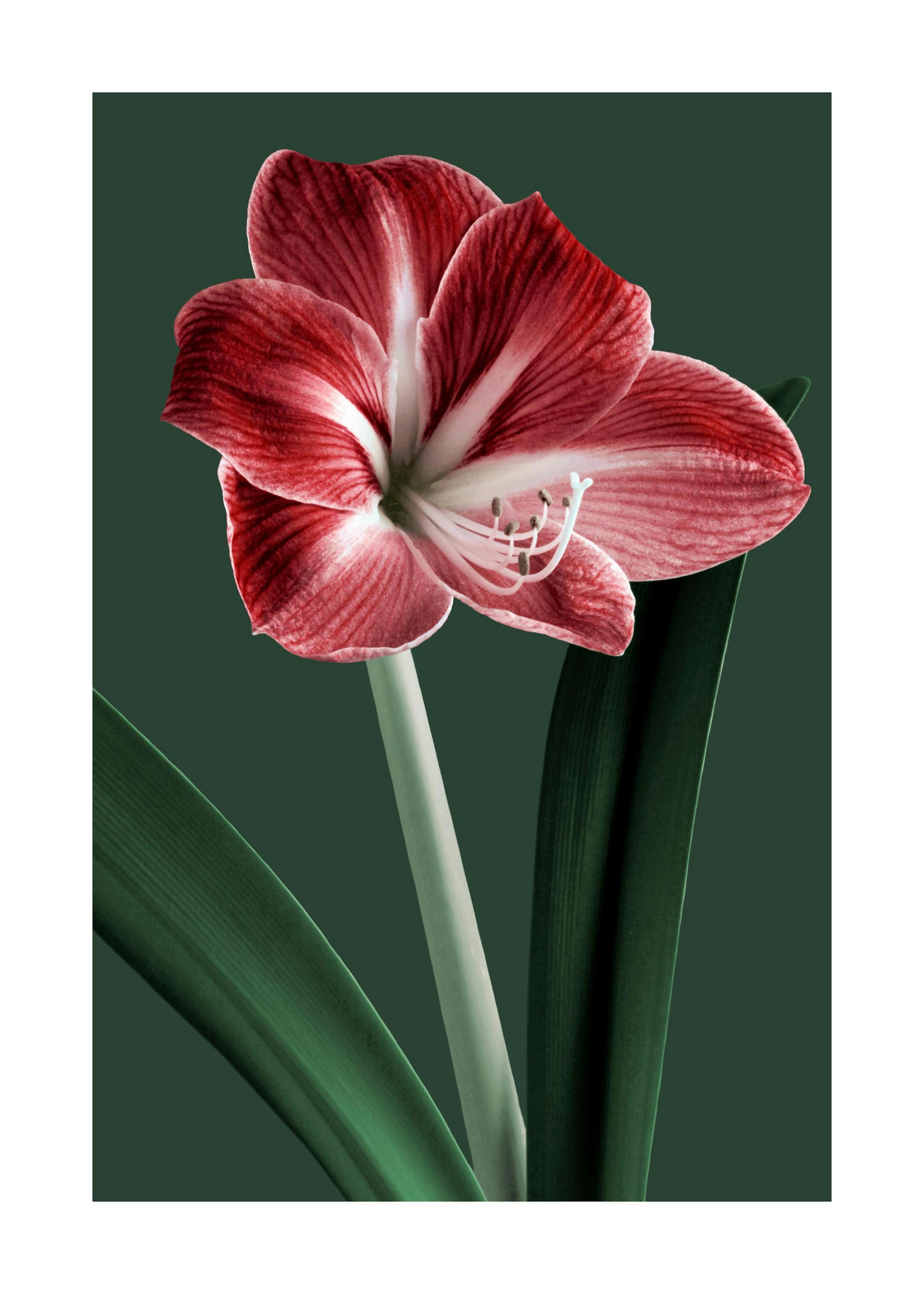 Amarillo Sbocciato Poster 0