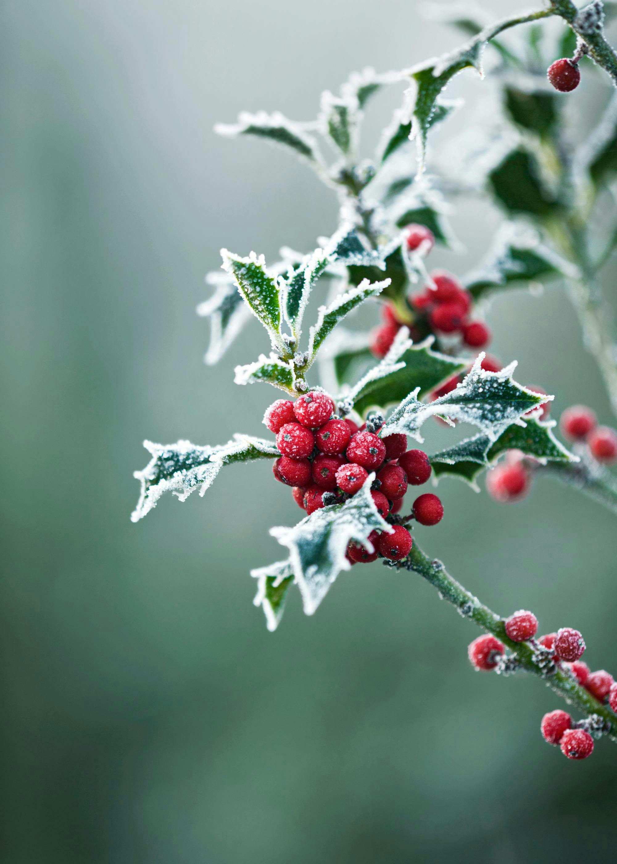 Frosty Holly Poster 0