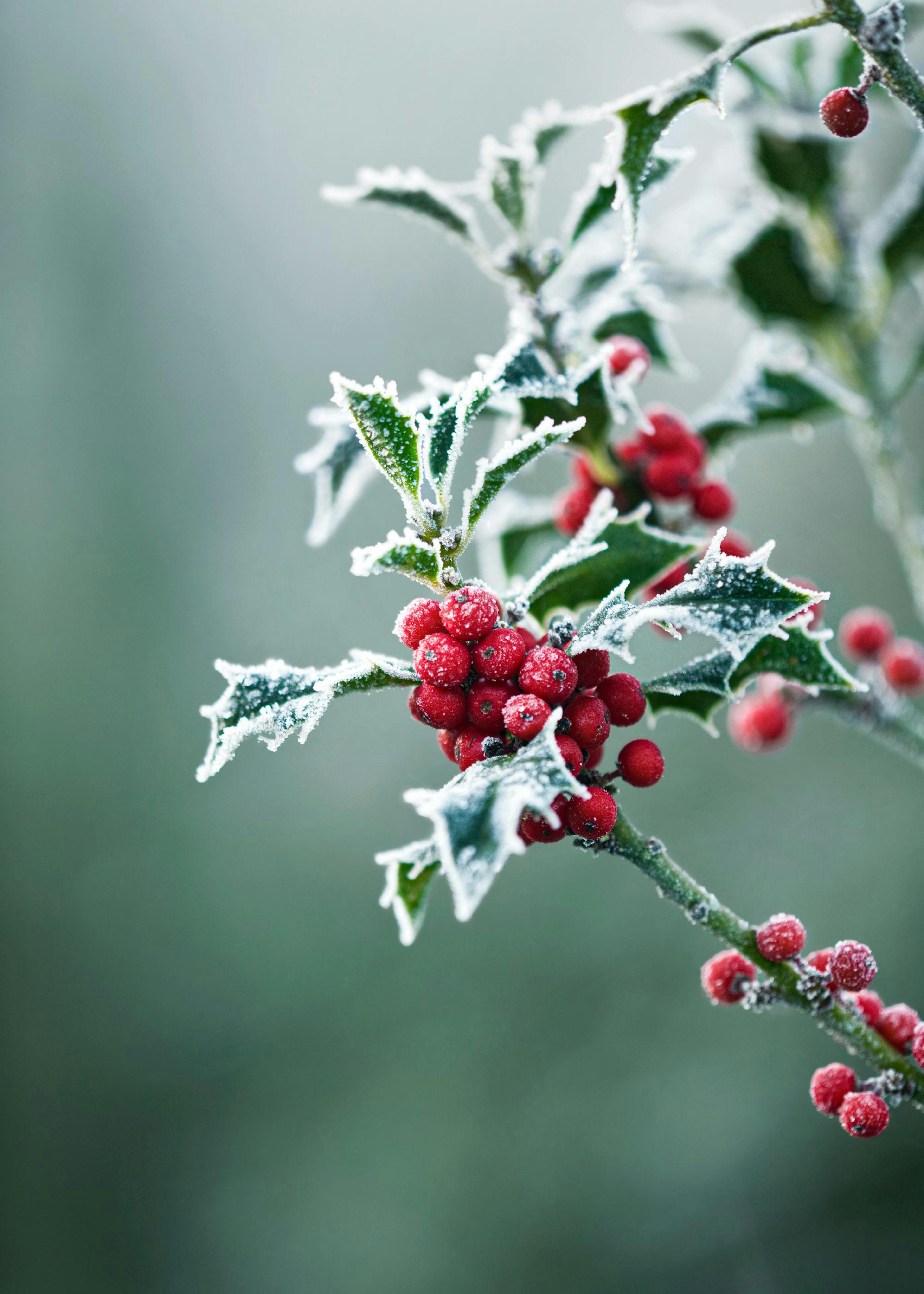 Frosty Holly Poster 0