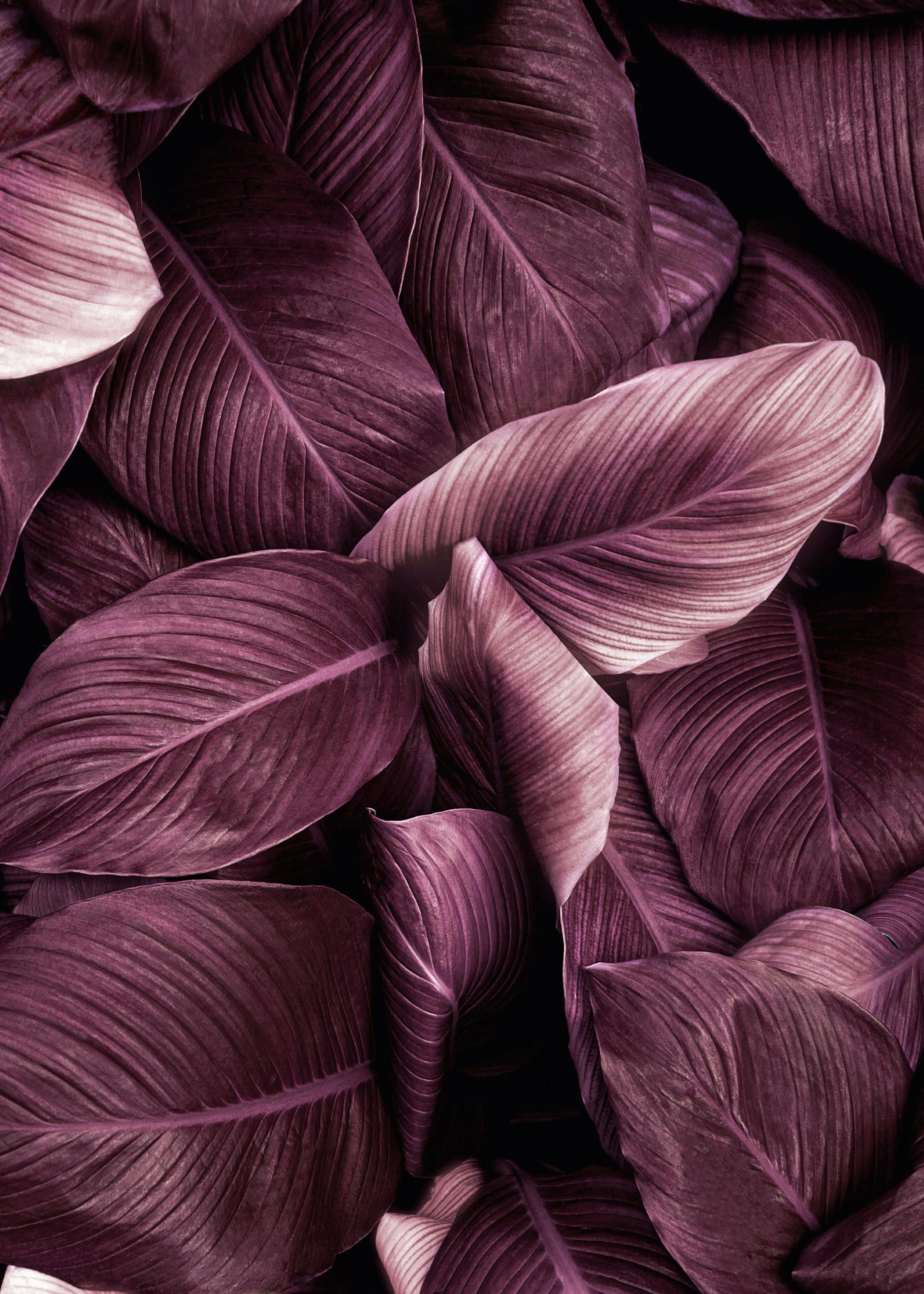 Purple Leaves No2 Poster 0