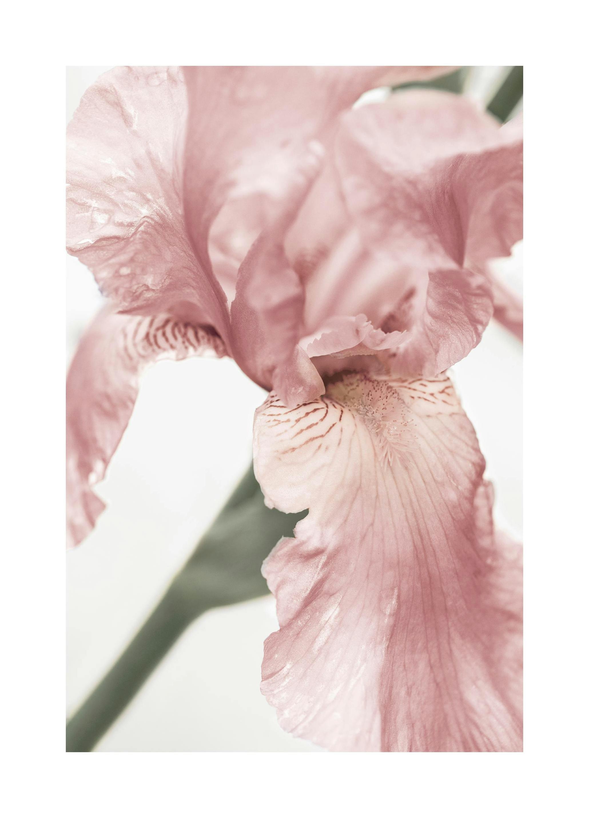 Pink Flower Detail Affiche (21x30 cm) - Poster Store