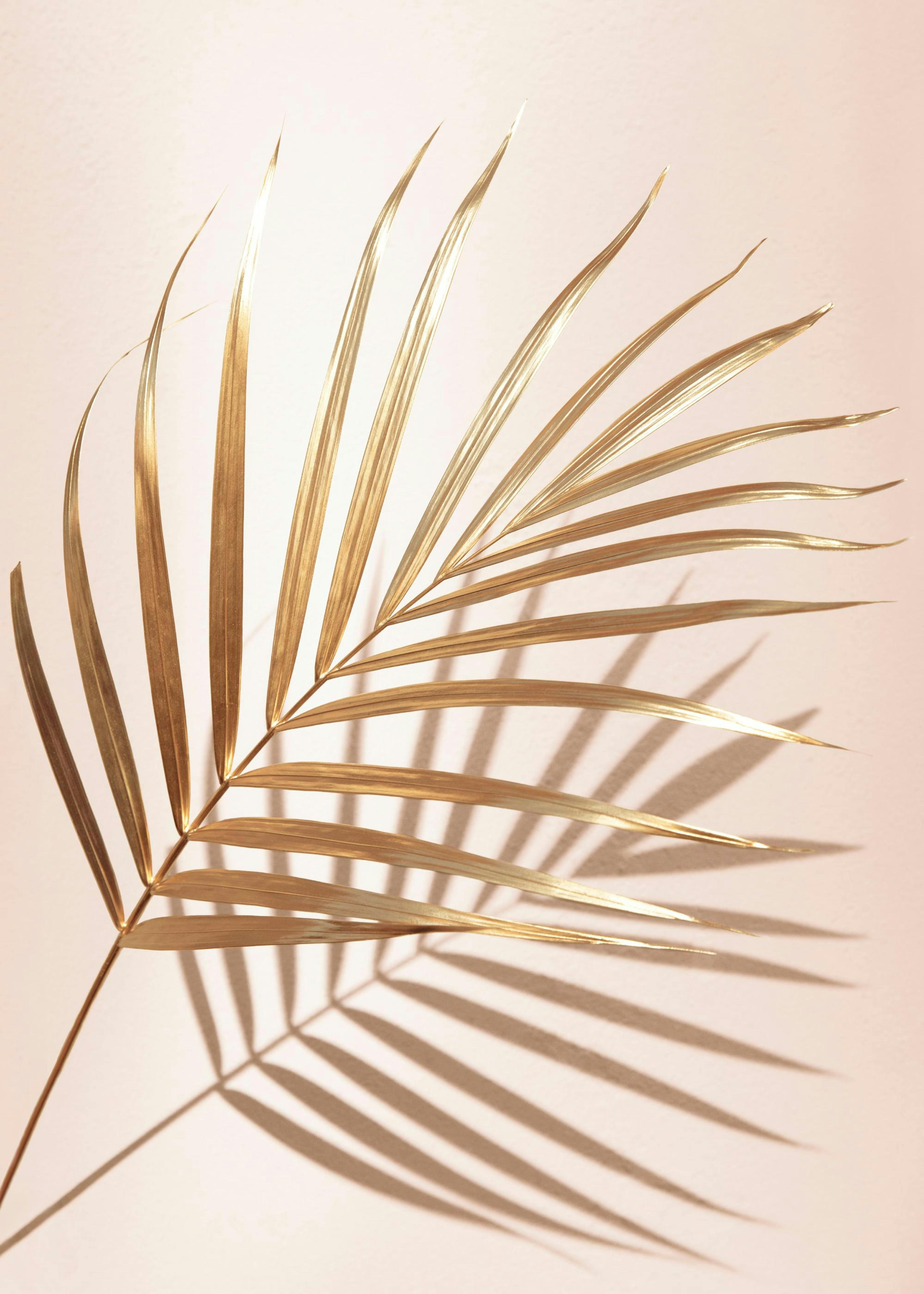 Palma Dorata No2 Poster 0