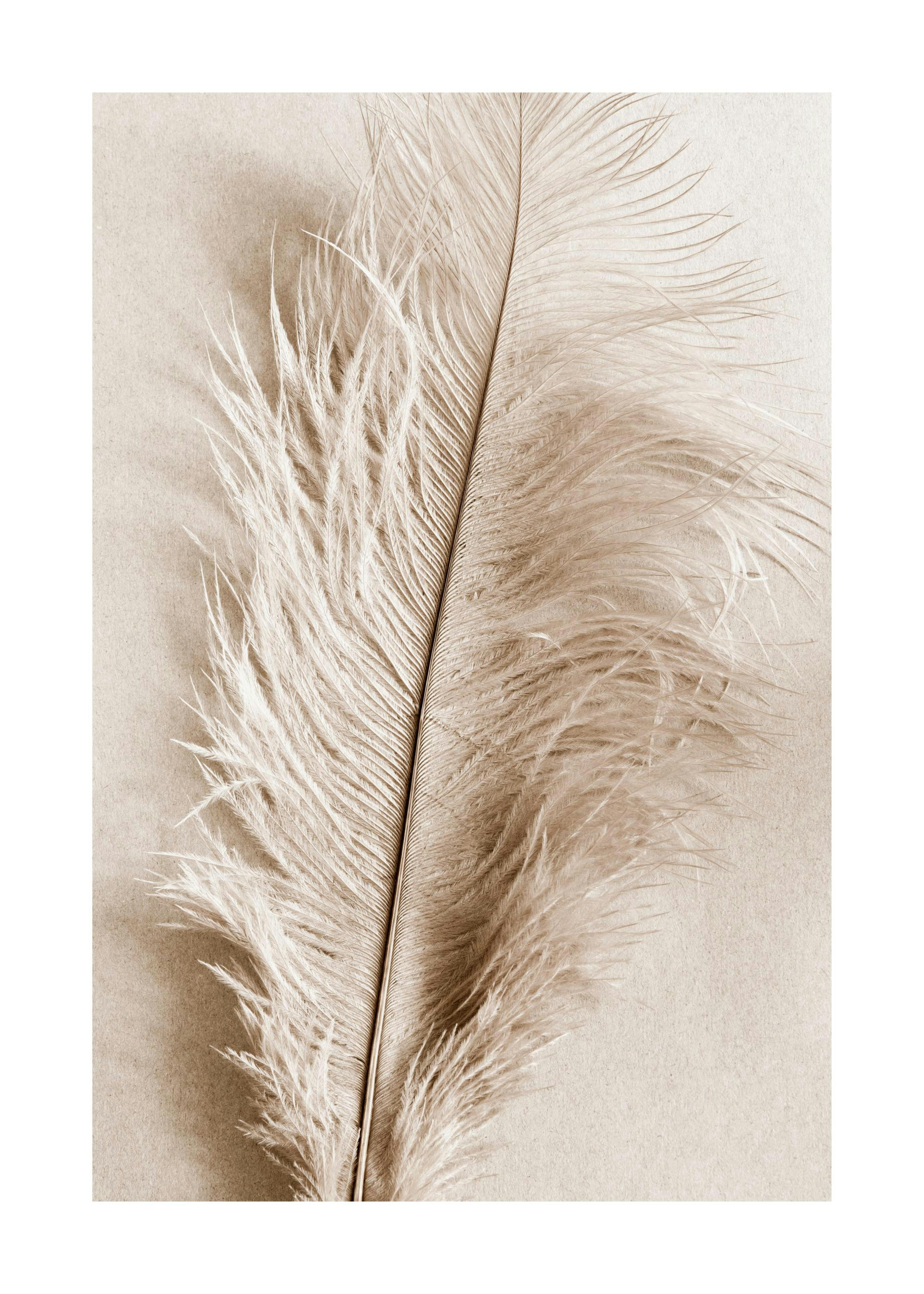Plume Douce Poster 0