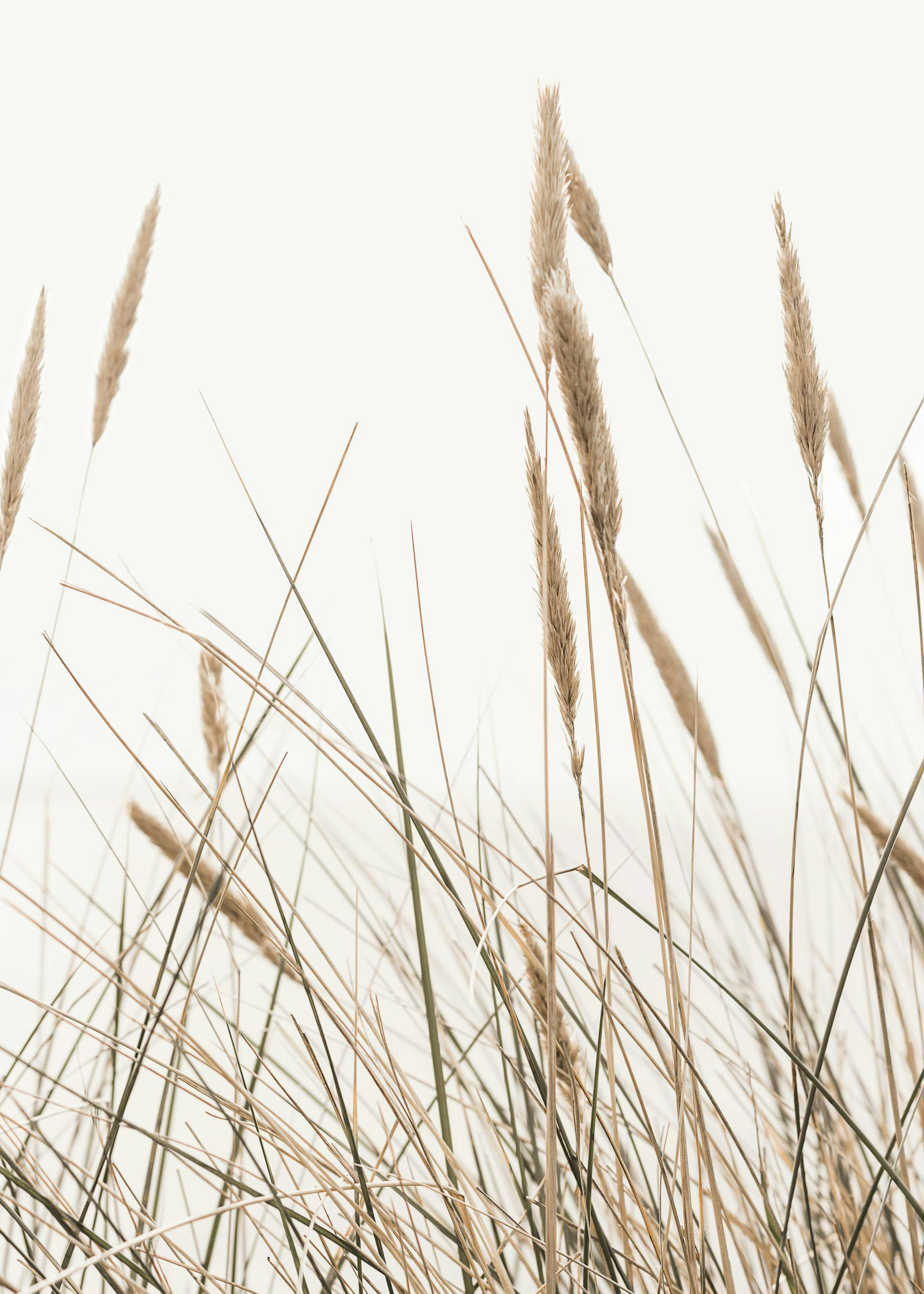 Swaying Reeds Poster 0