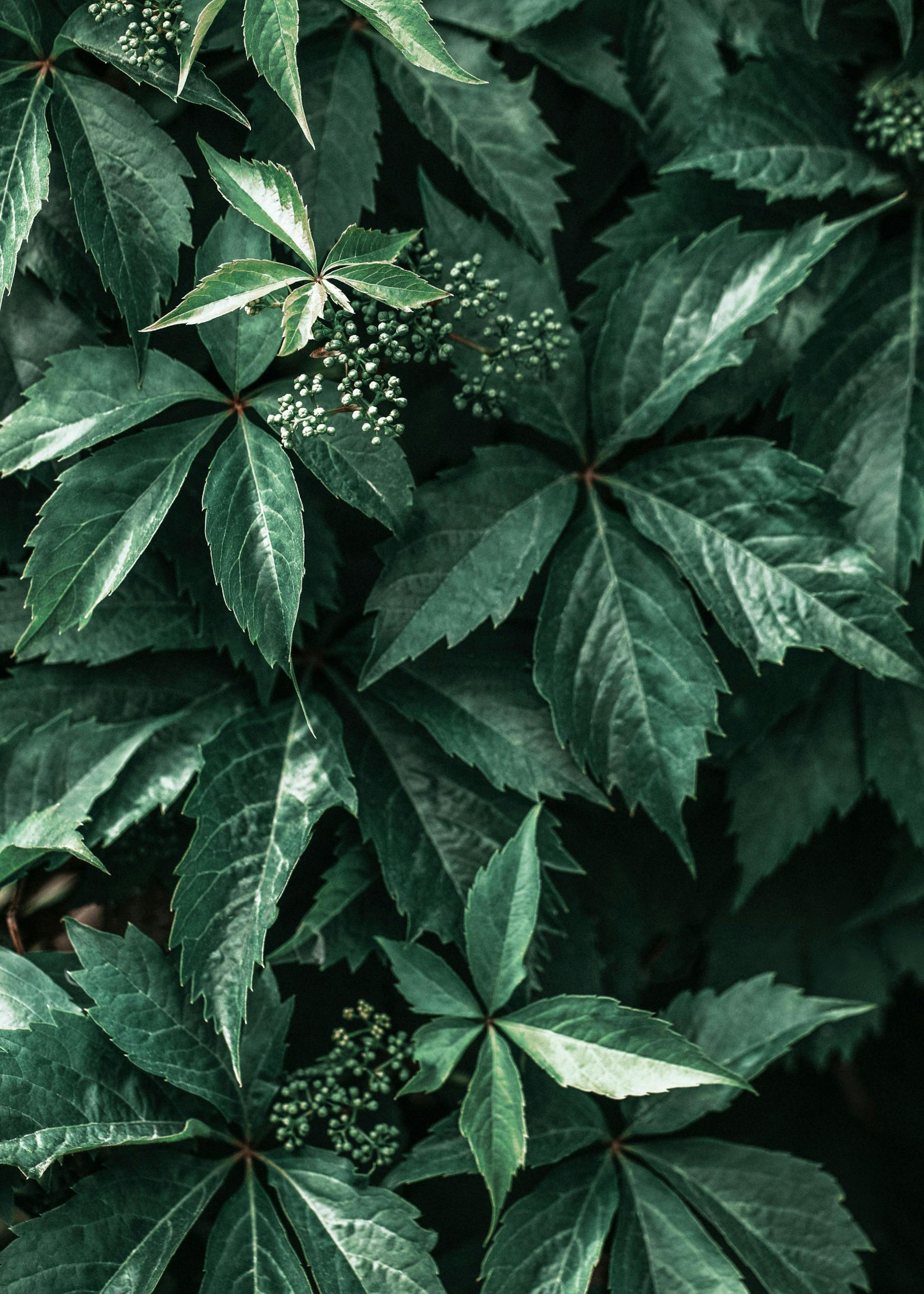 Wild Grape Leaves Poster 0