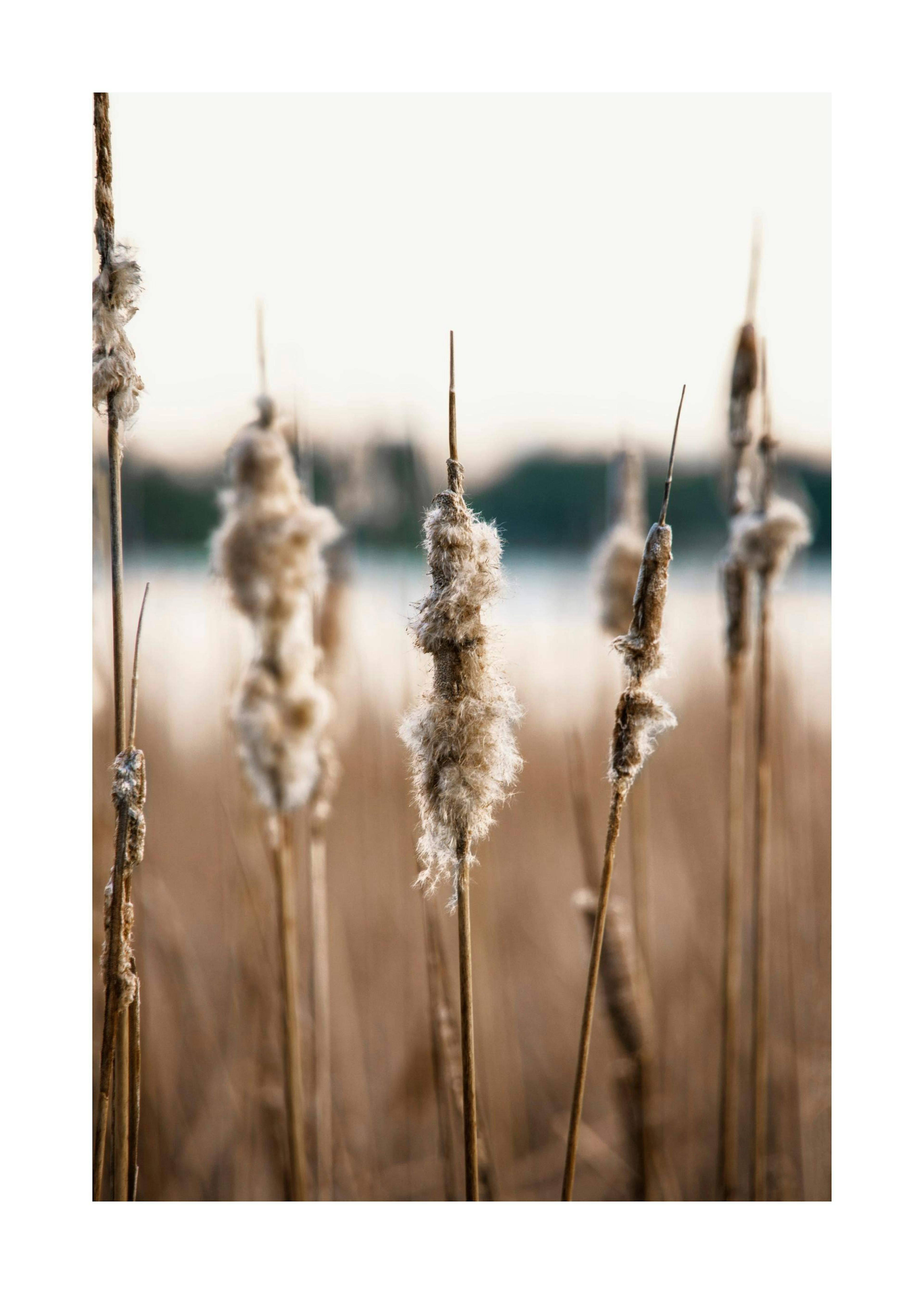 Reedmace Seco Póster 0