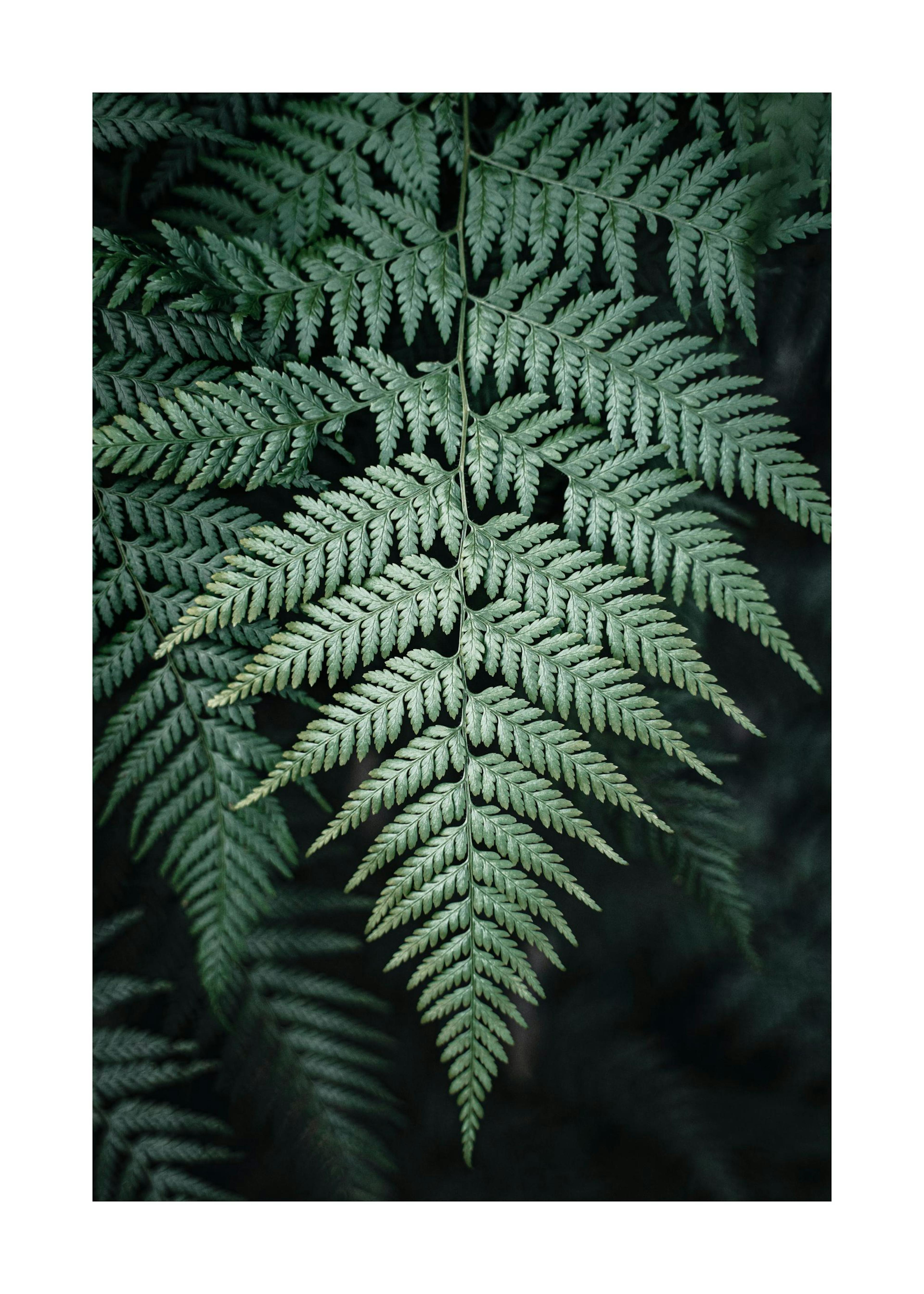 Wild Fern Poster 0