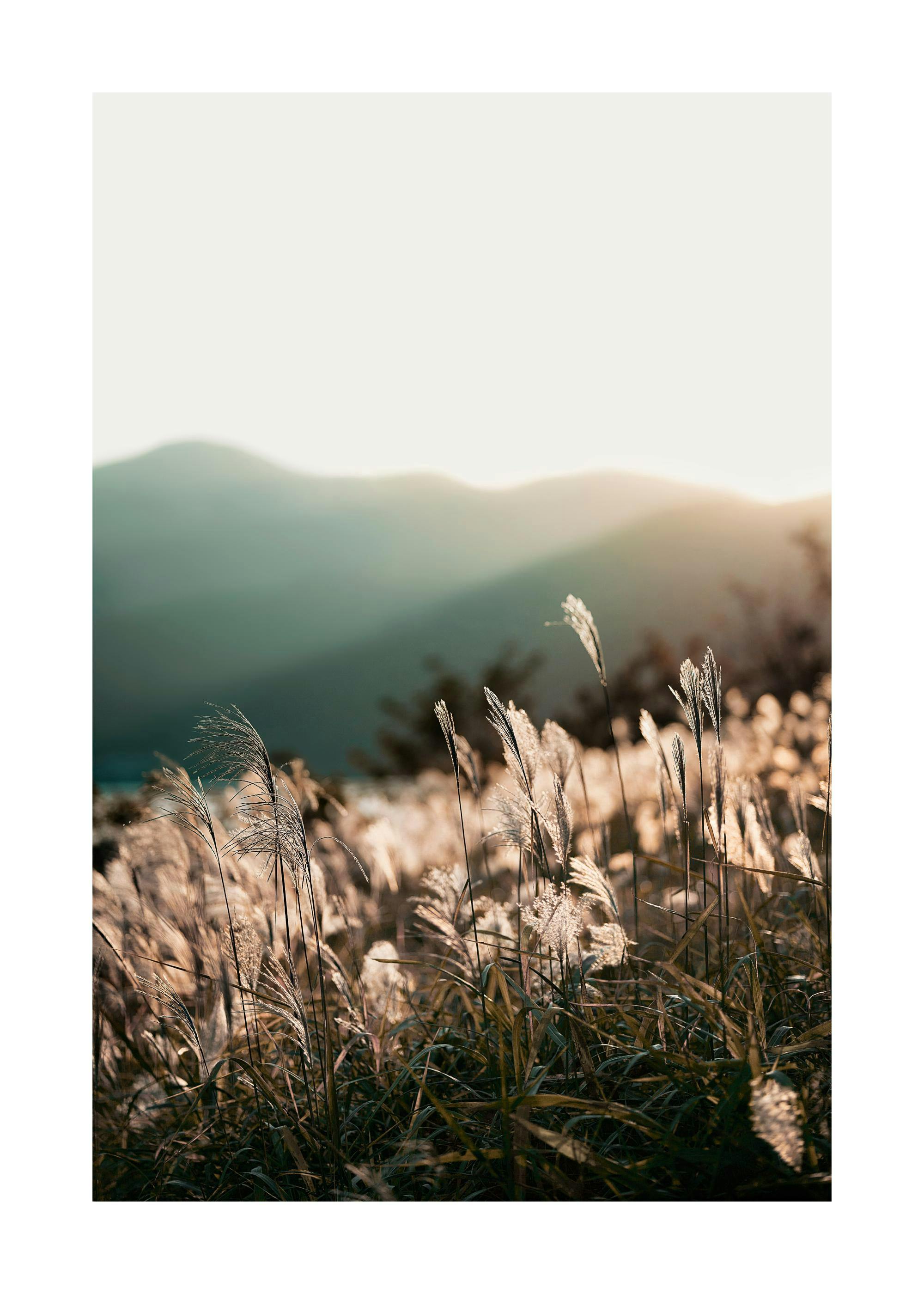 Erba Luce del Sole Poster 0
