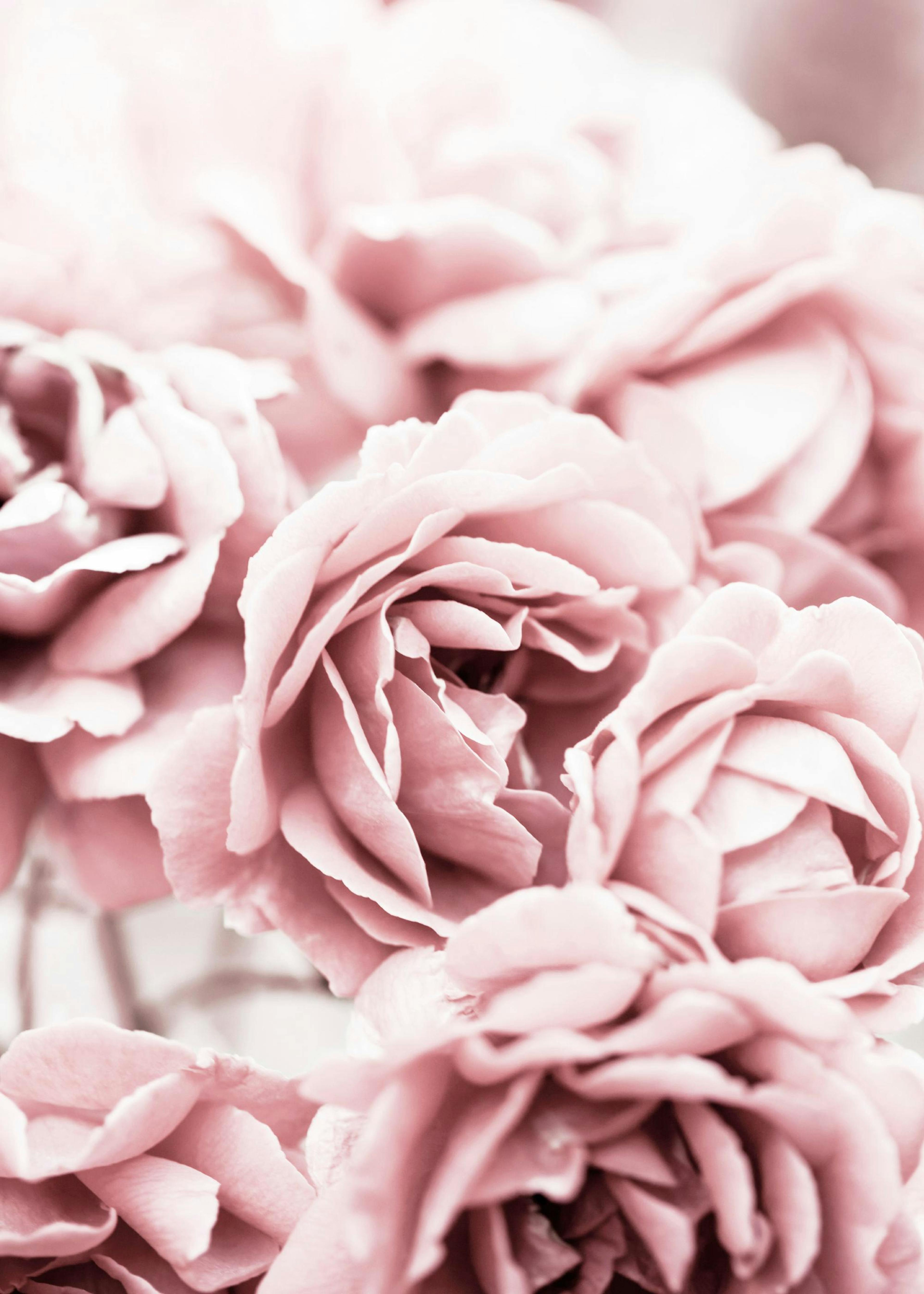 Roses roses fleurissantes Poster 0