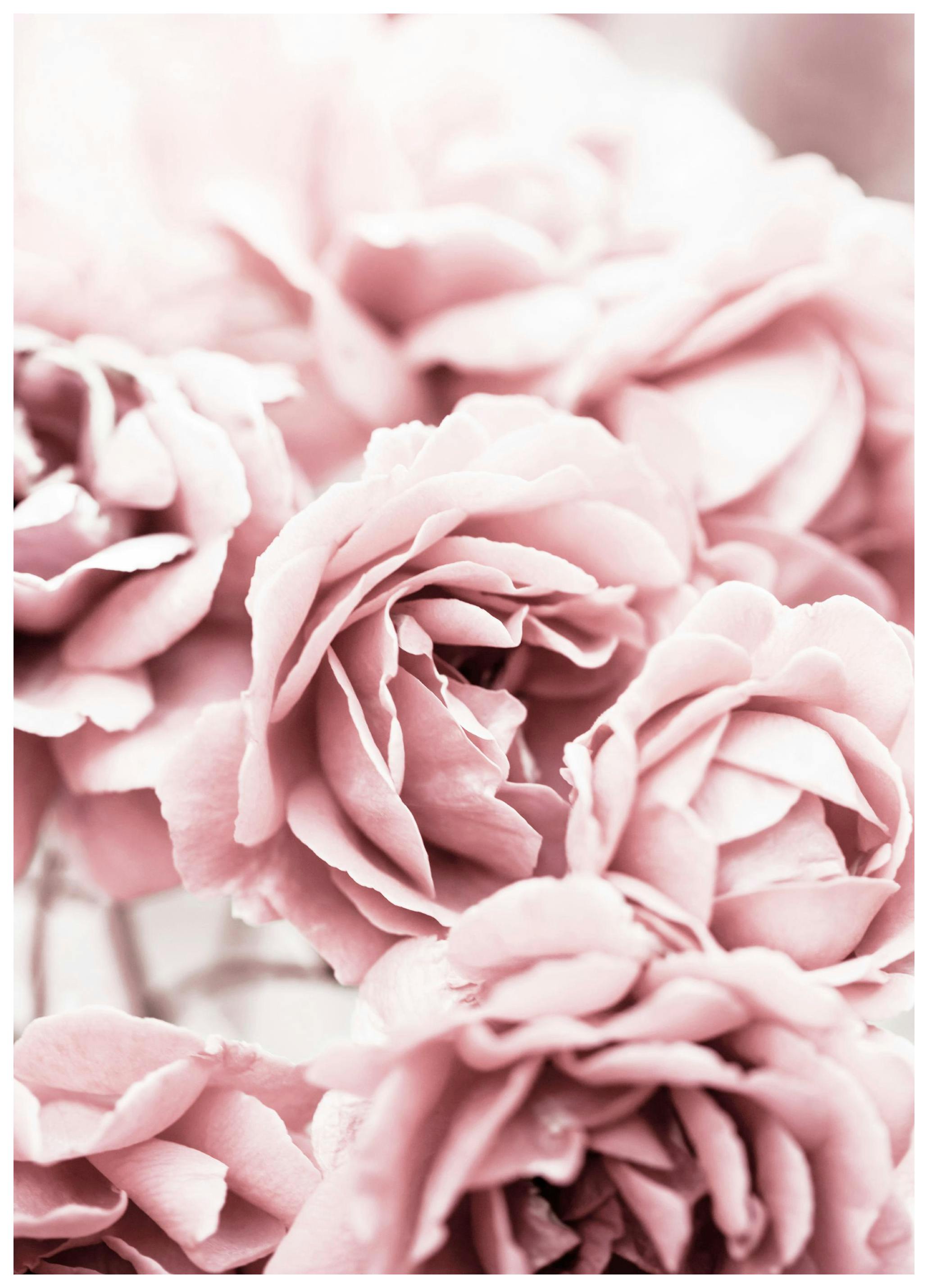 Blomstrende Rosa Roser Poster (21x30 cm) - Poster Store
