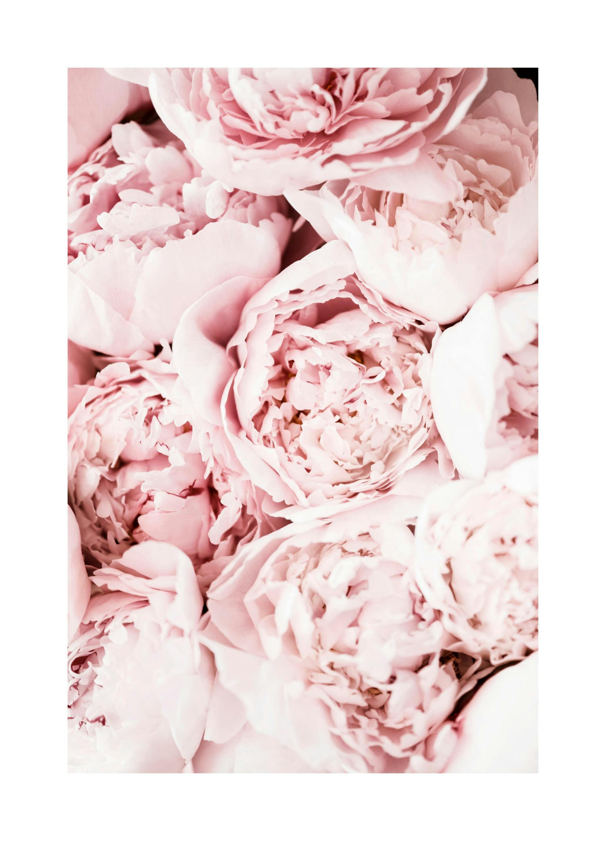 Plakat Jasno Róźowe PIwonie (50x70 cm) - Poster Store