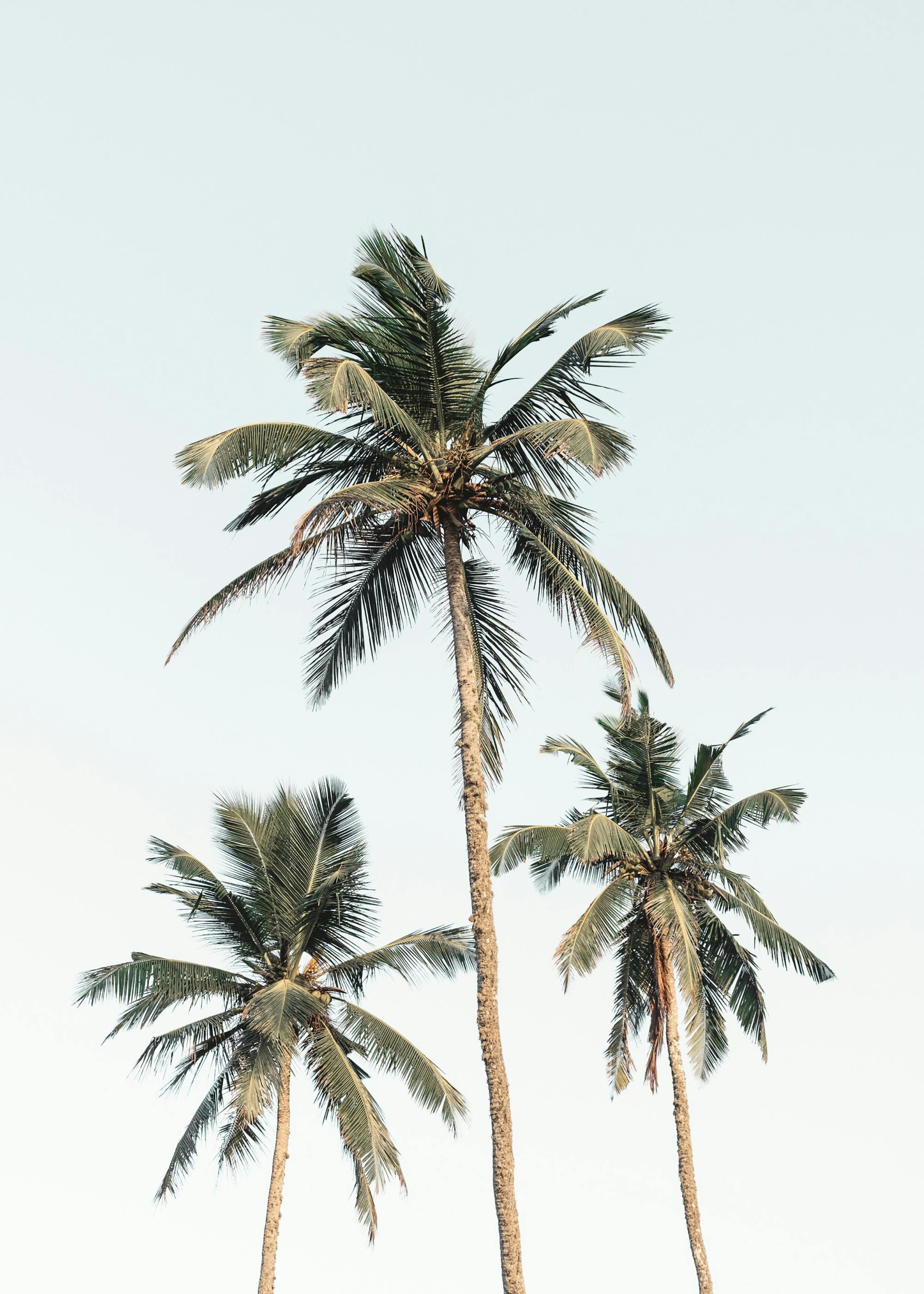 Palmen vor Himmel Poster 0