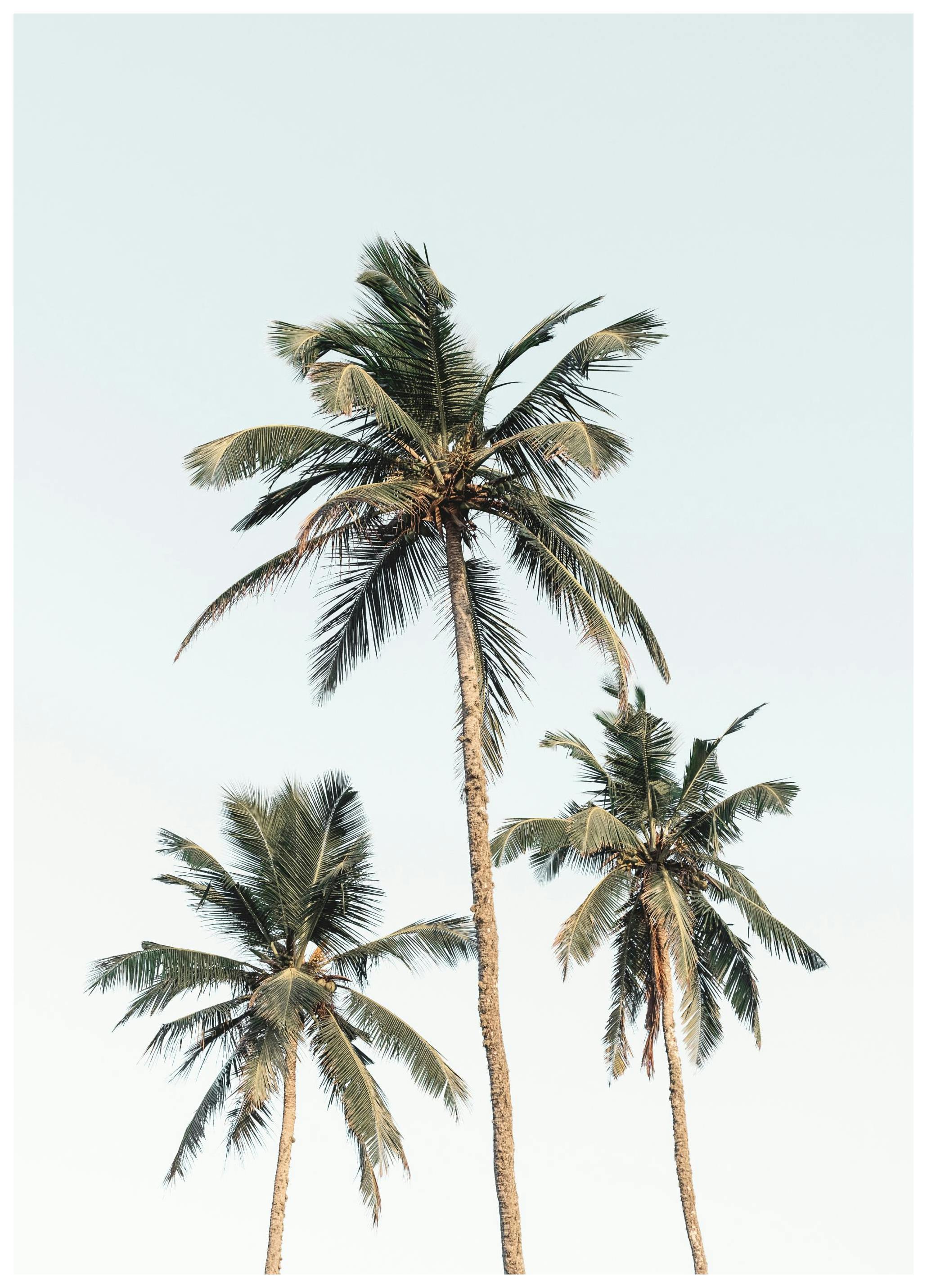 Palm Lucht Poster (21x30 cm) - Poster Store