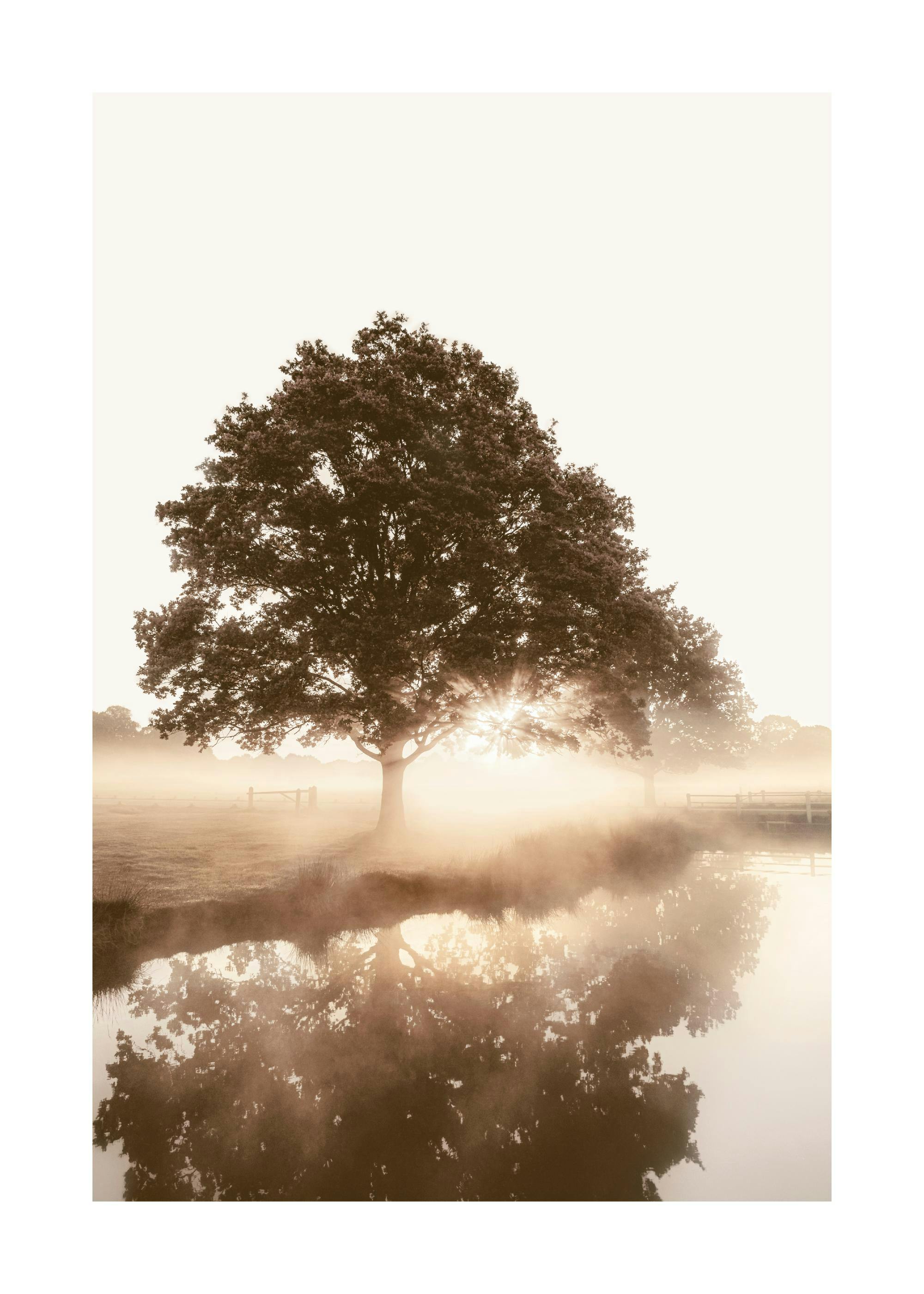 Tree in the Mist Poster 0
