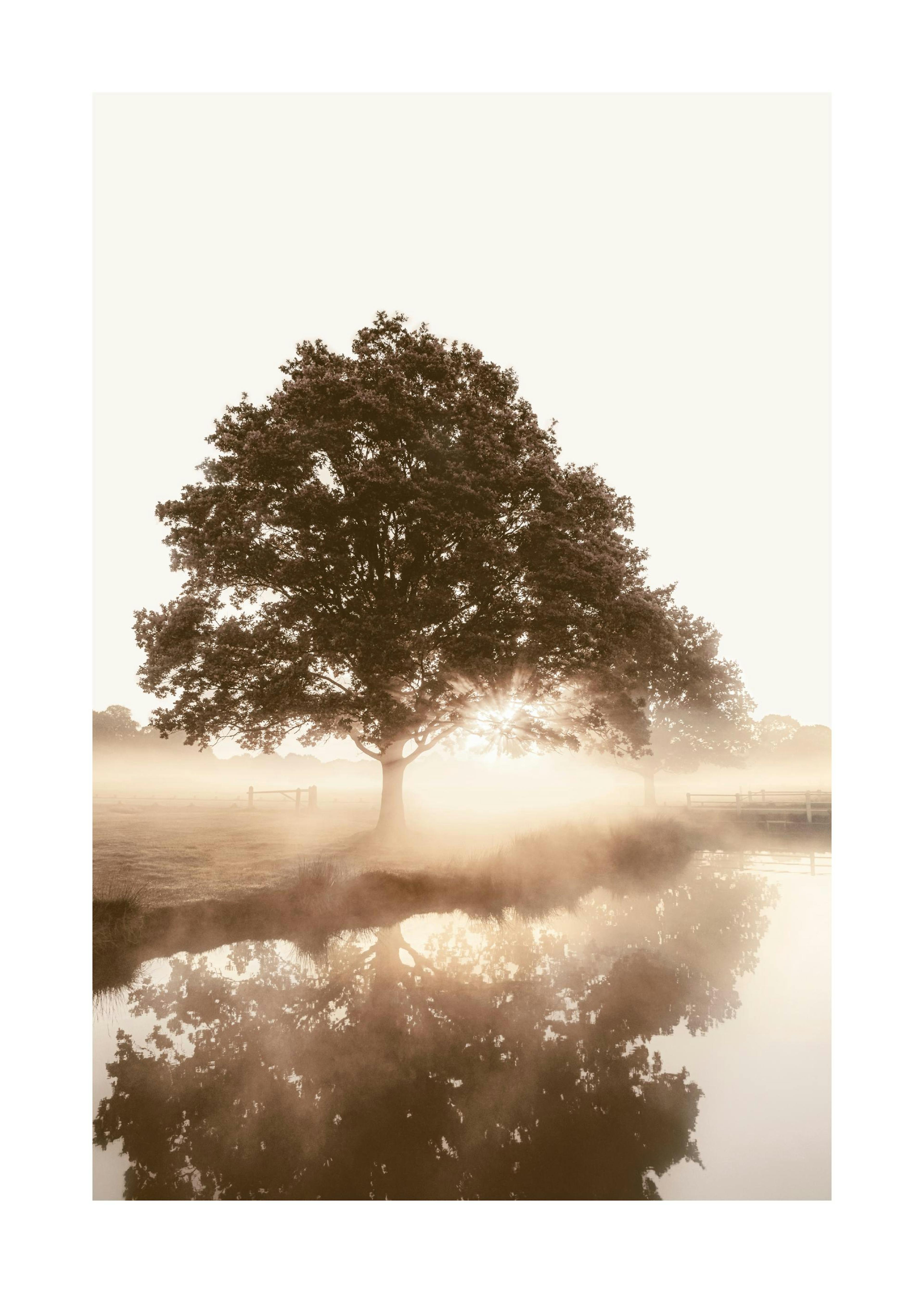 Albero nella Nebbia Poster 0