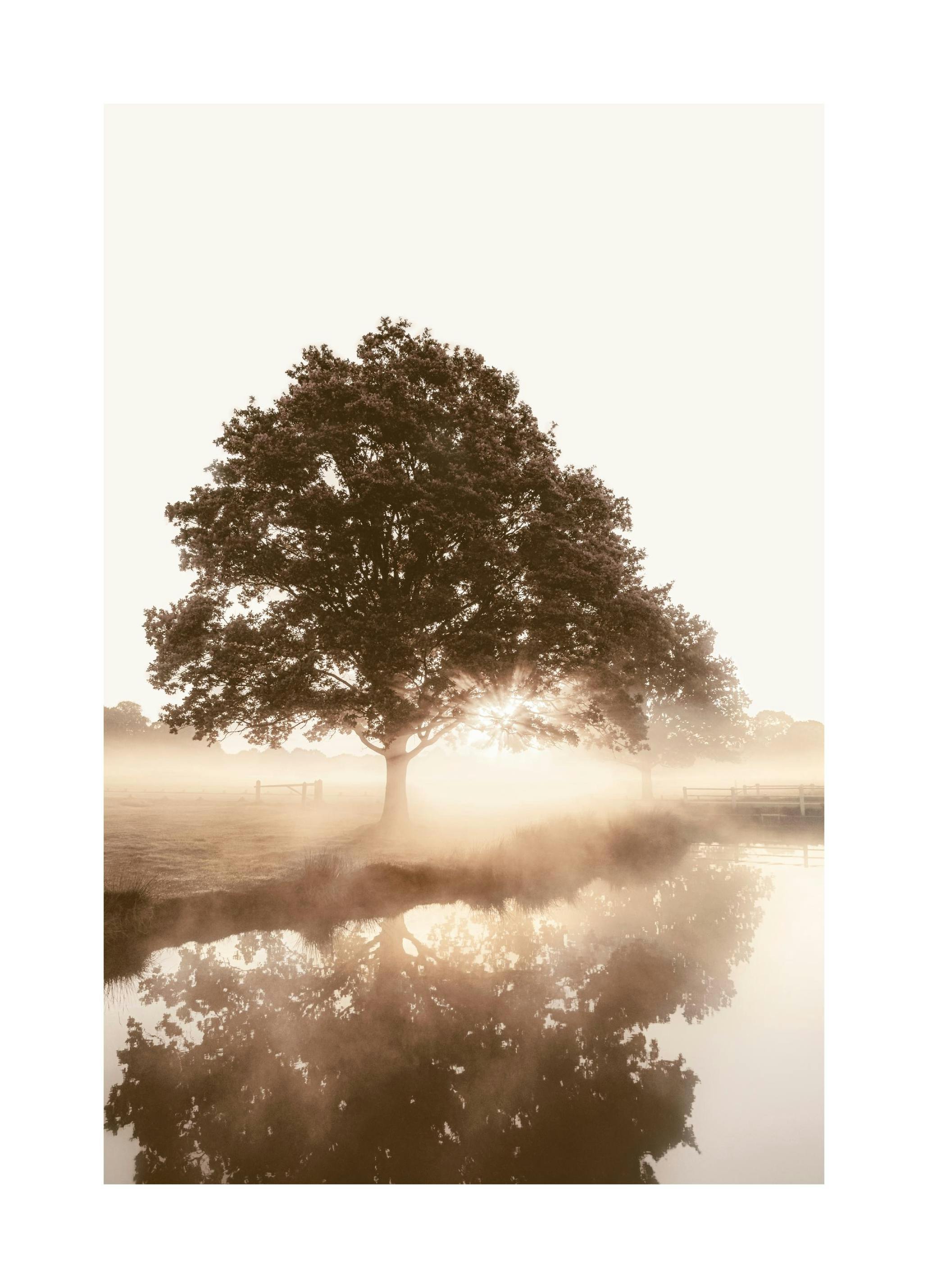Arbre dans la Brume Poster (30x40 cm) - Poster Store
