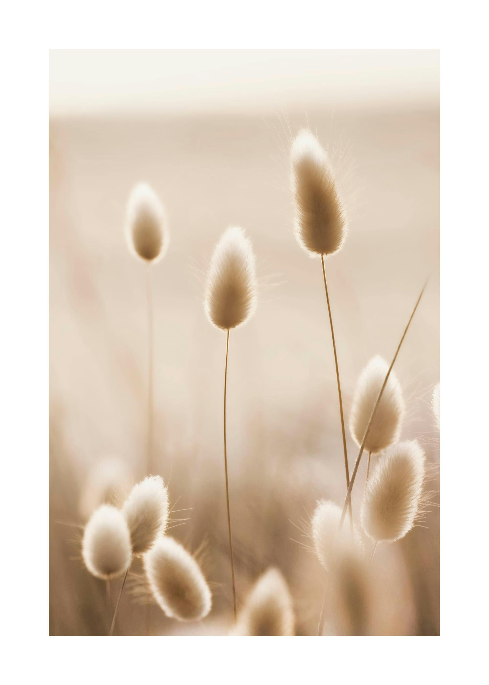 Herbe à Queue de Lapin Poster 0