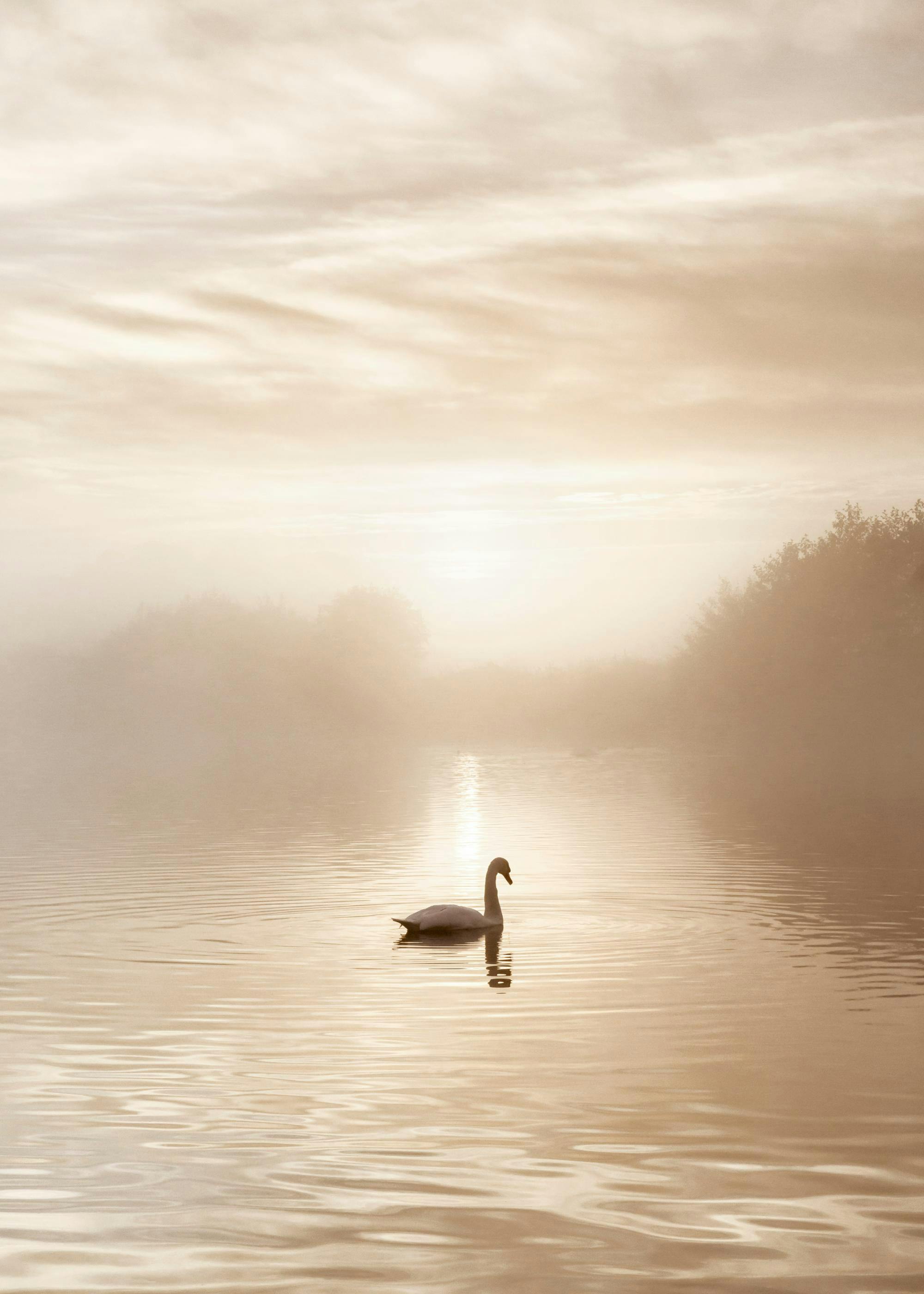 Swan Lake Poster 0