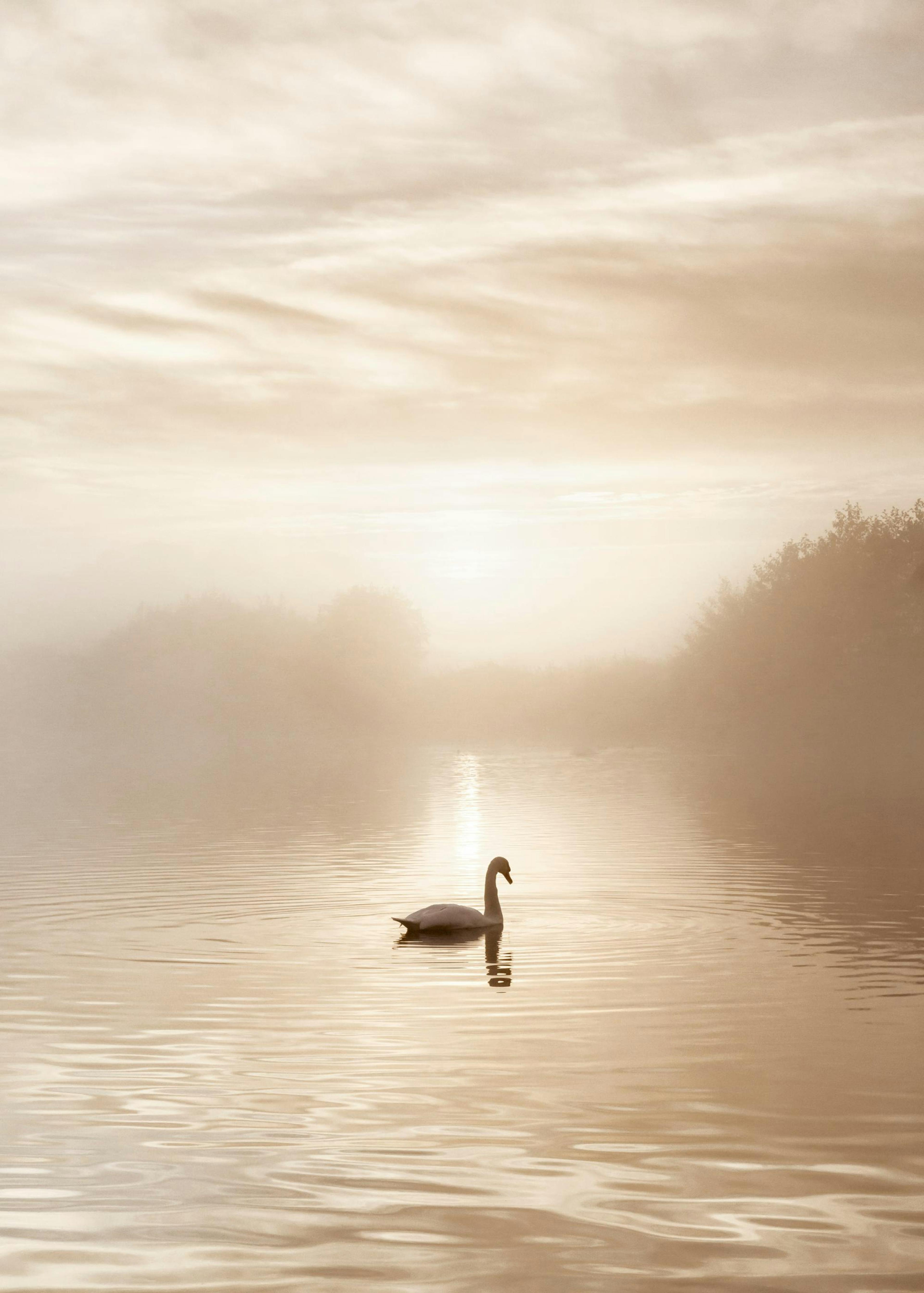 Cigno nel Lago Poster 0