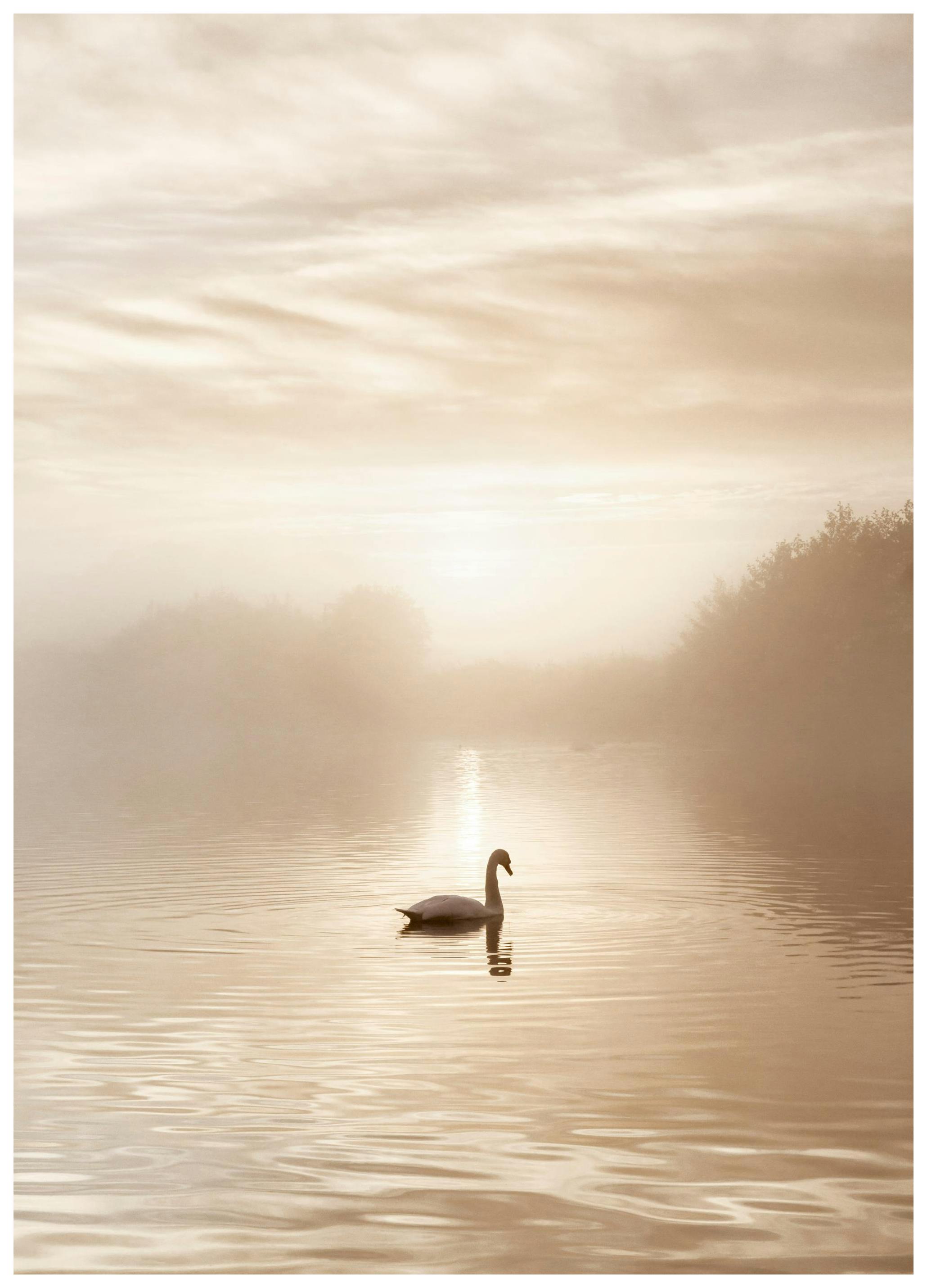 Zwanenmeer Poster (21x30 cm) - Poster Store