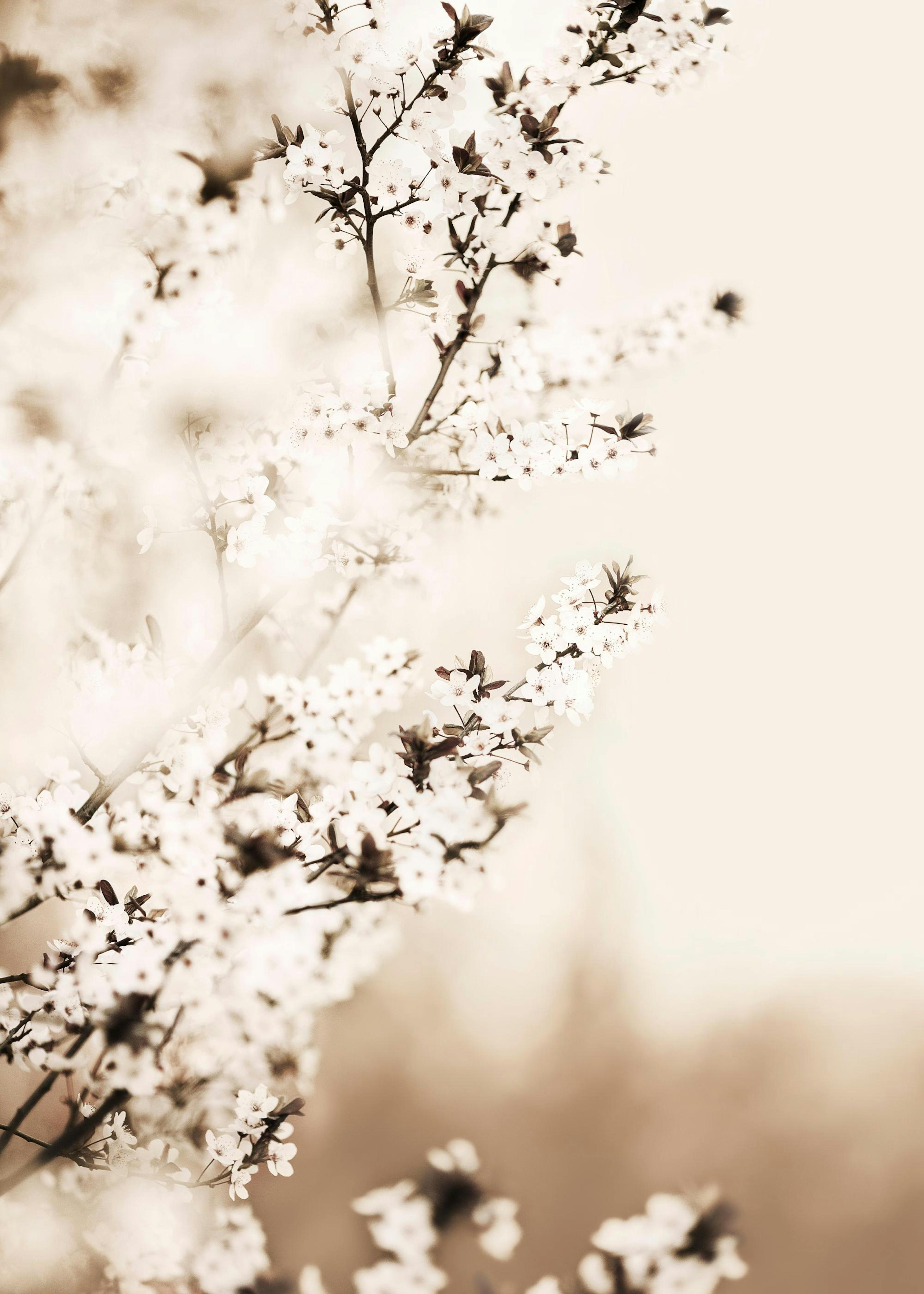Fleur de Cerisier Blanche Poster 0