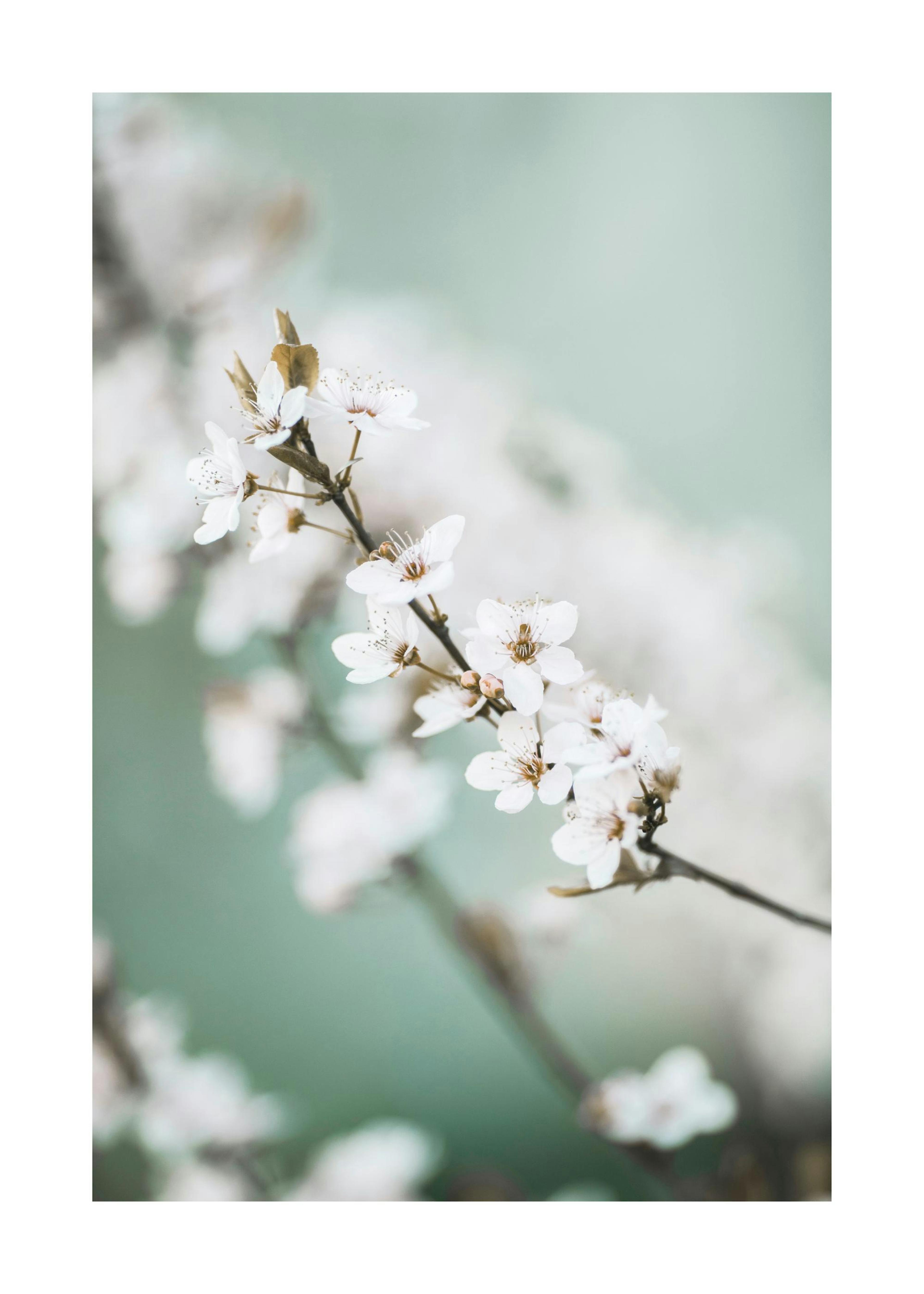Fiori di Ciliegio Primavera Poster 0
