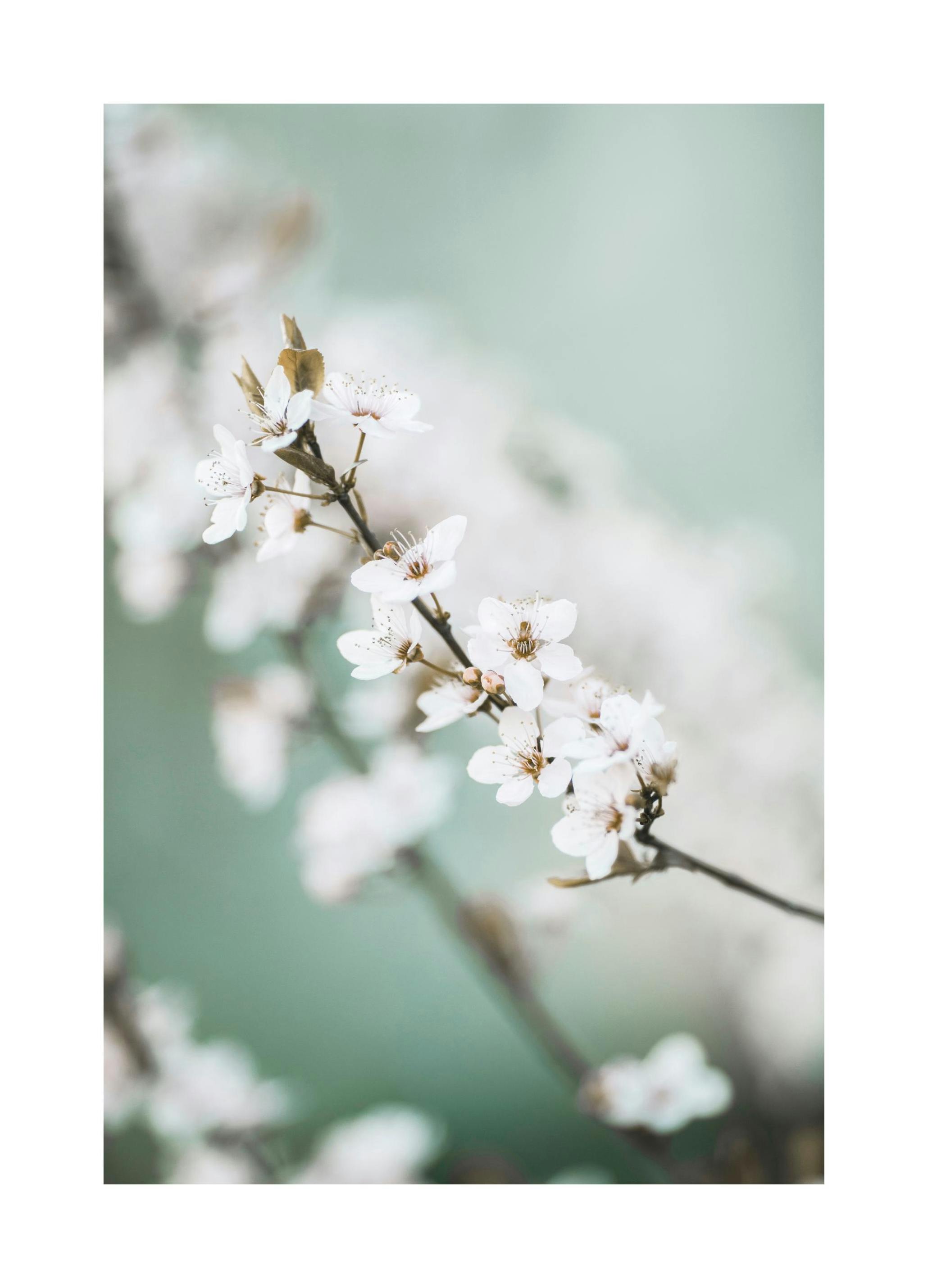 Fleur de Cerisier Printemps Poster (21x30 cm) - Poster Store