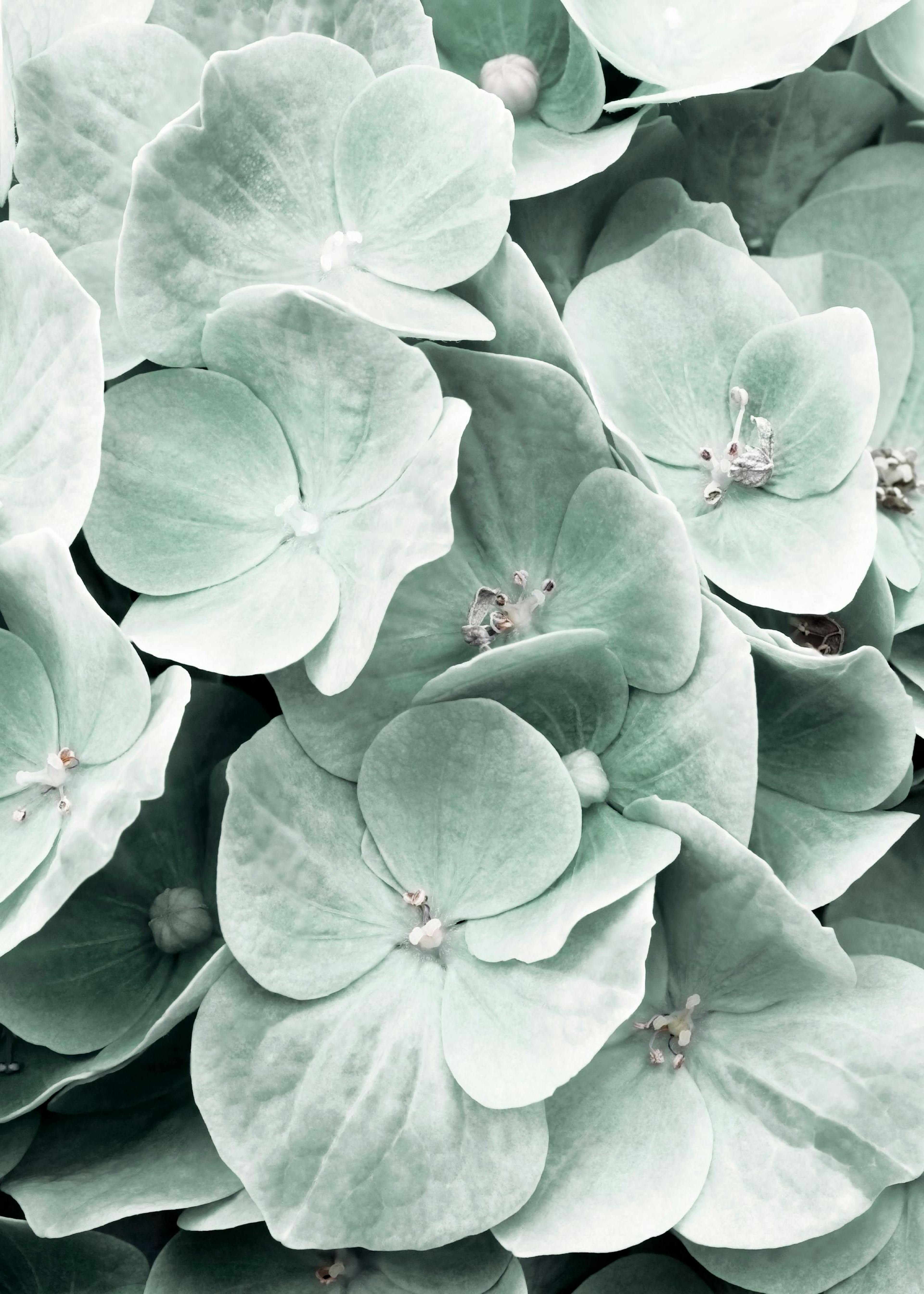 Hydrangea Flower Poster 0