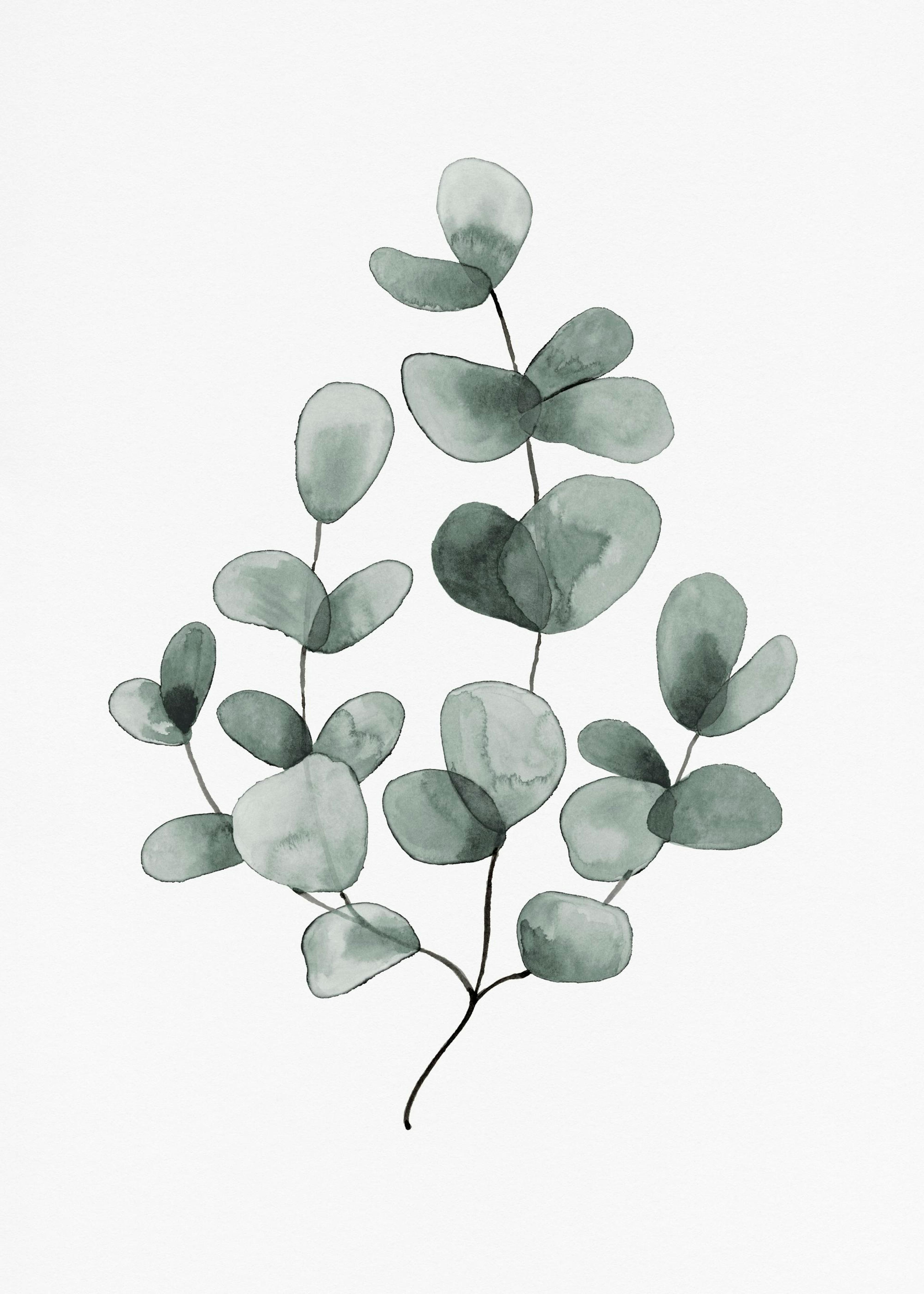 Eucalyptus No1 Juliste 0