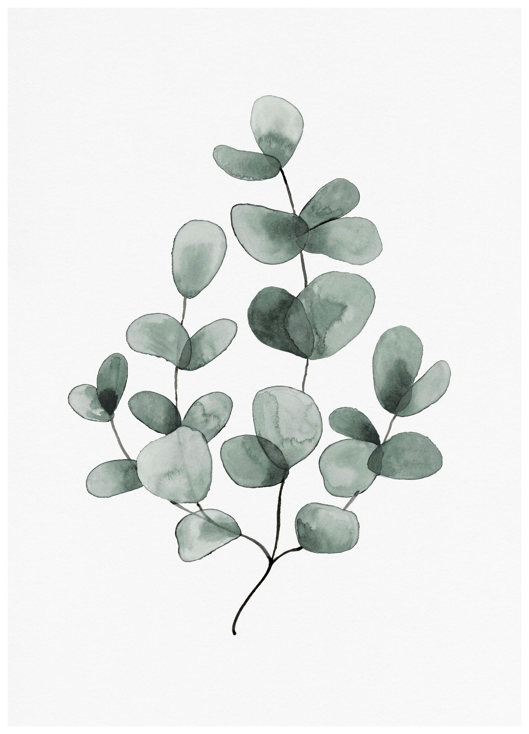 Eucalyptus No1 Poster (21x30 cm) - Poster Store