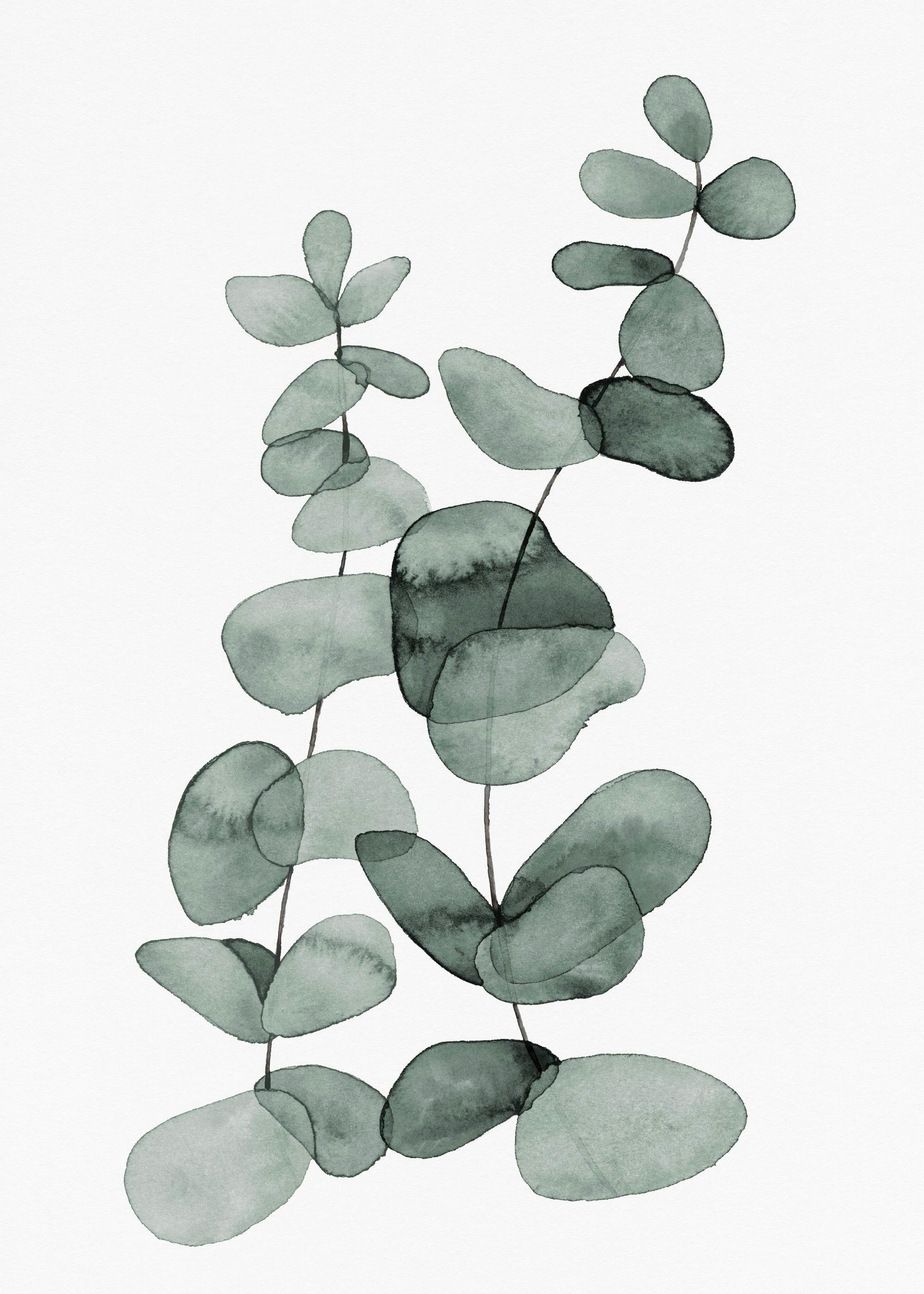 Eucalyptus No2 Poster 0