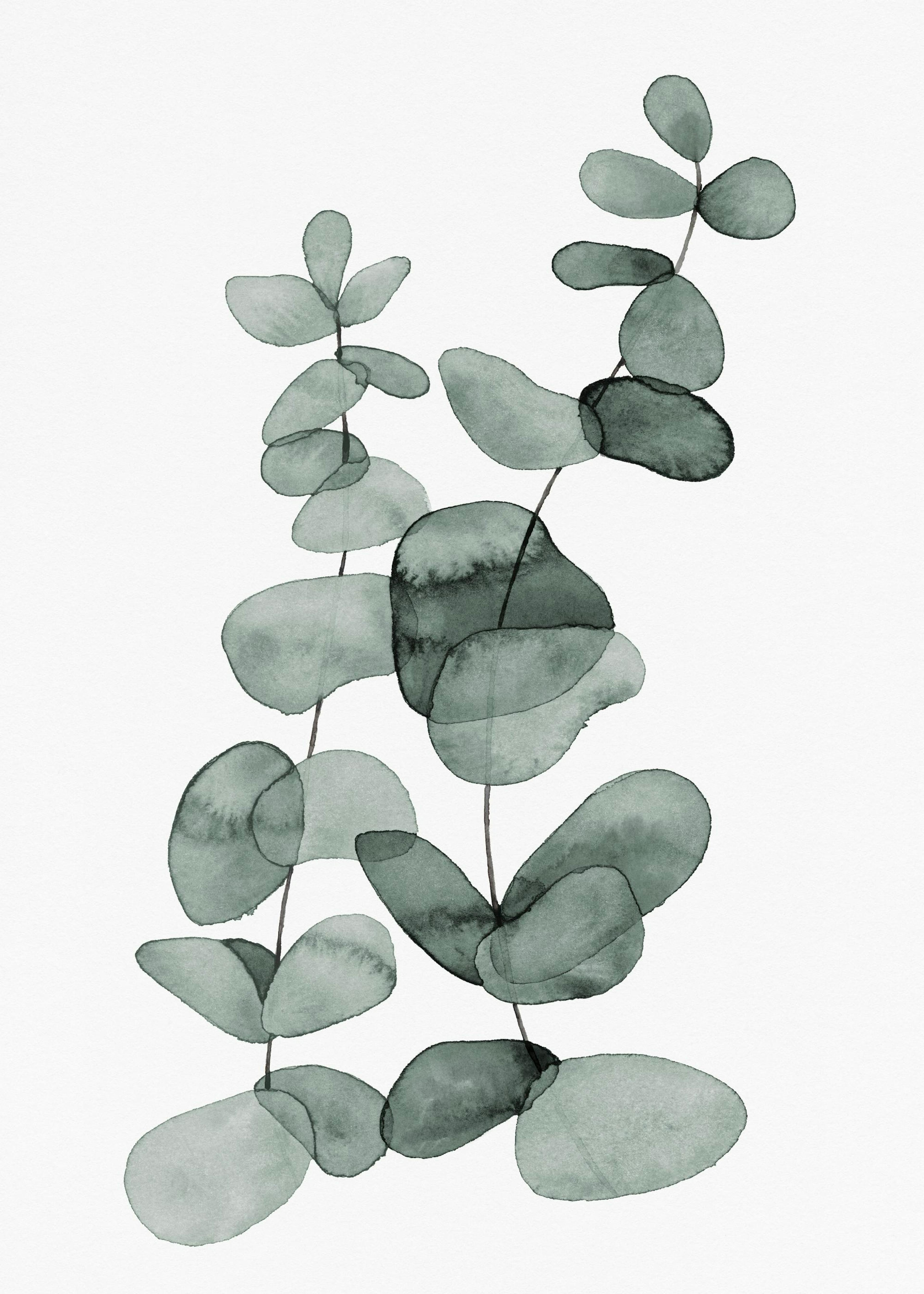 Eucalyptus No2 Poster 0
