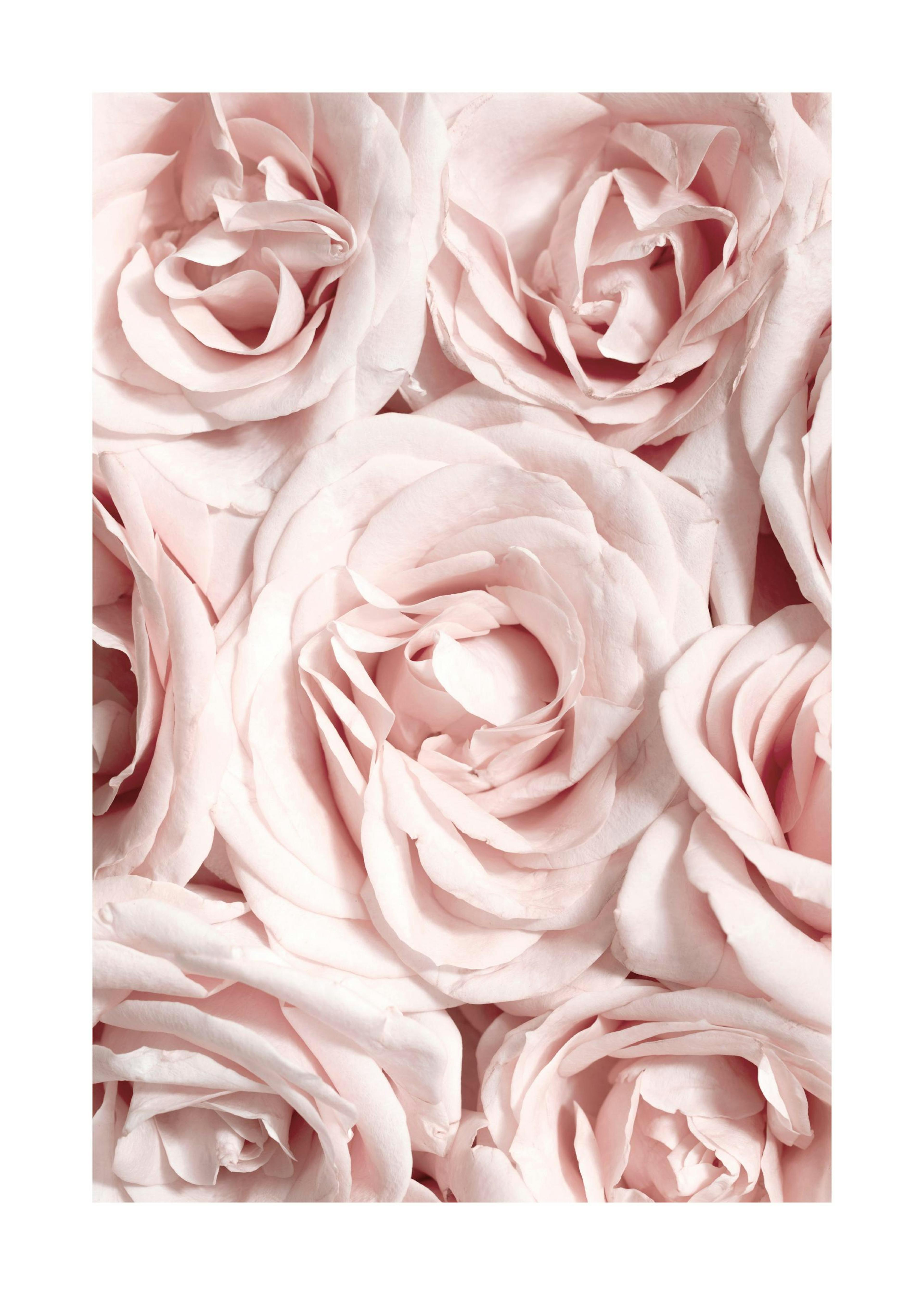 Rosenwand Poster 0