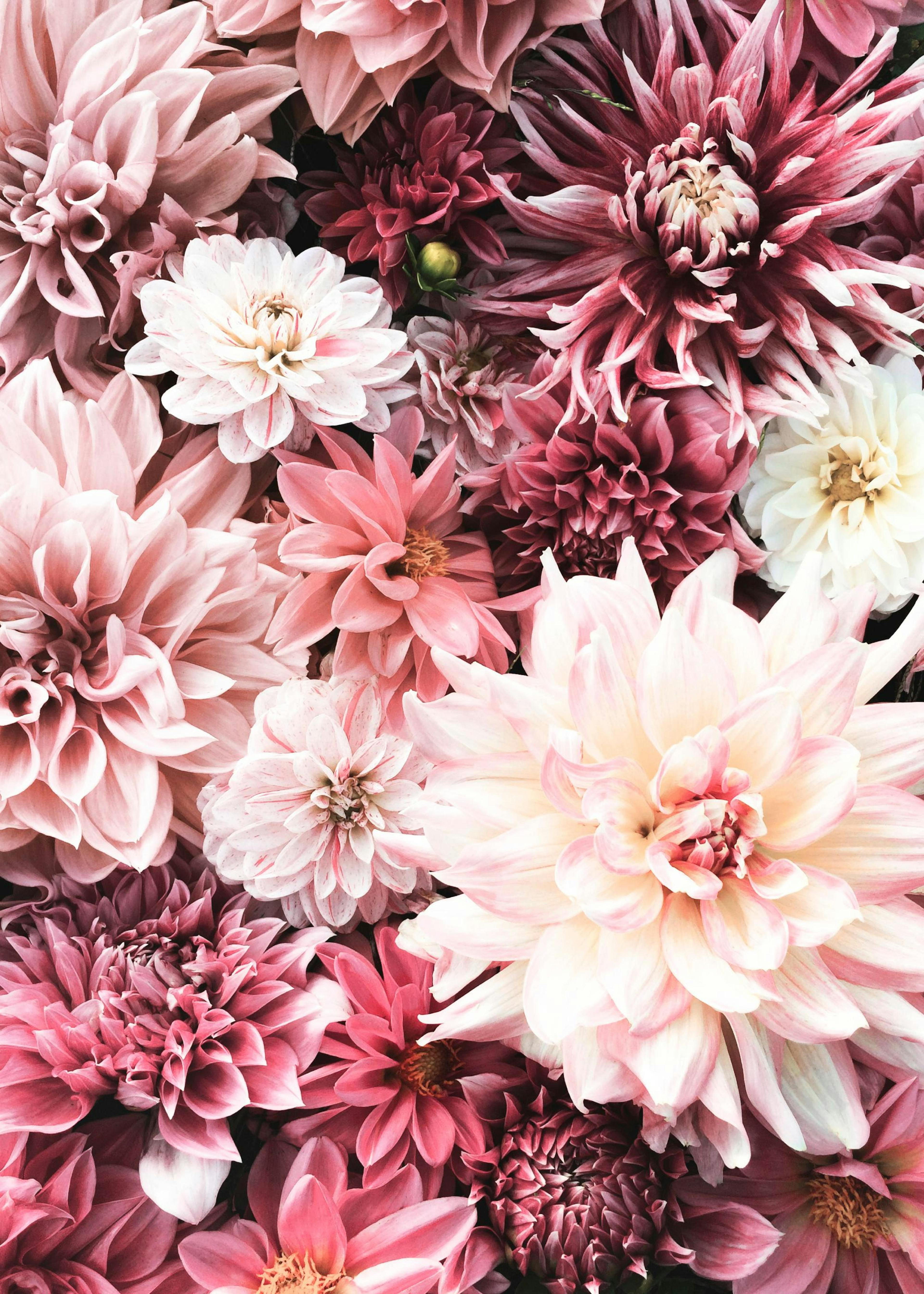 Fiori Rosa poster 0